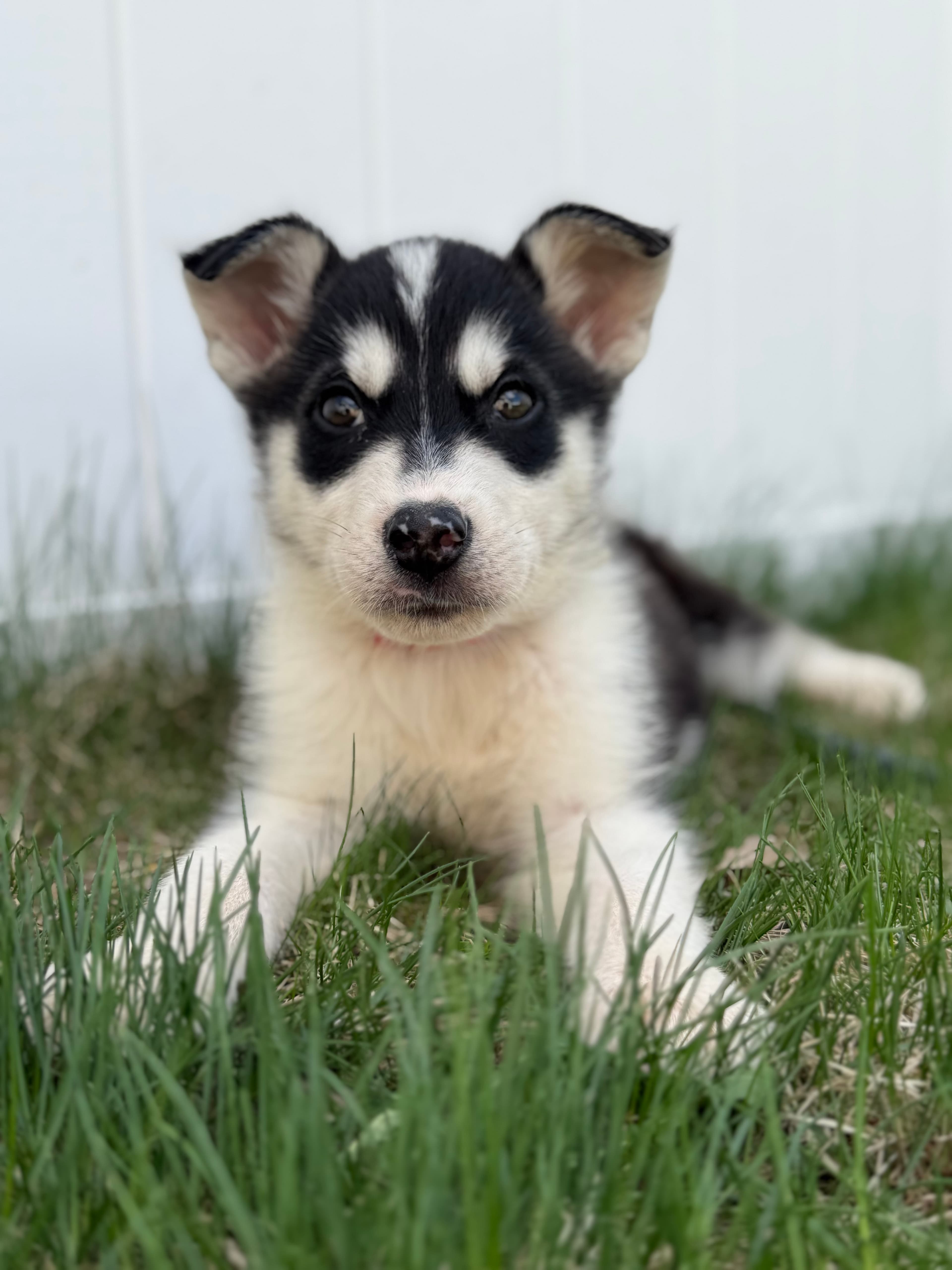 Yote - Husky Mix available for adoption at BARCS Rescue in Calgary