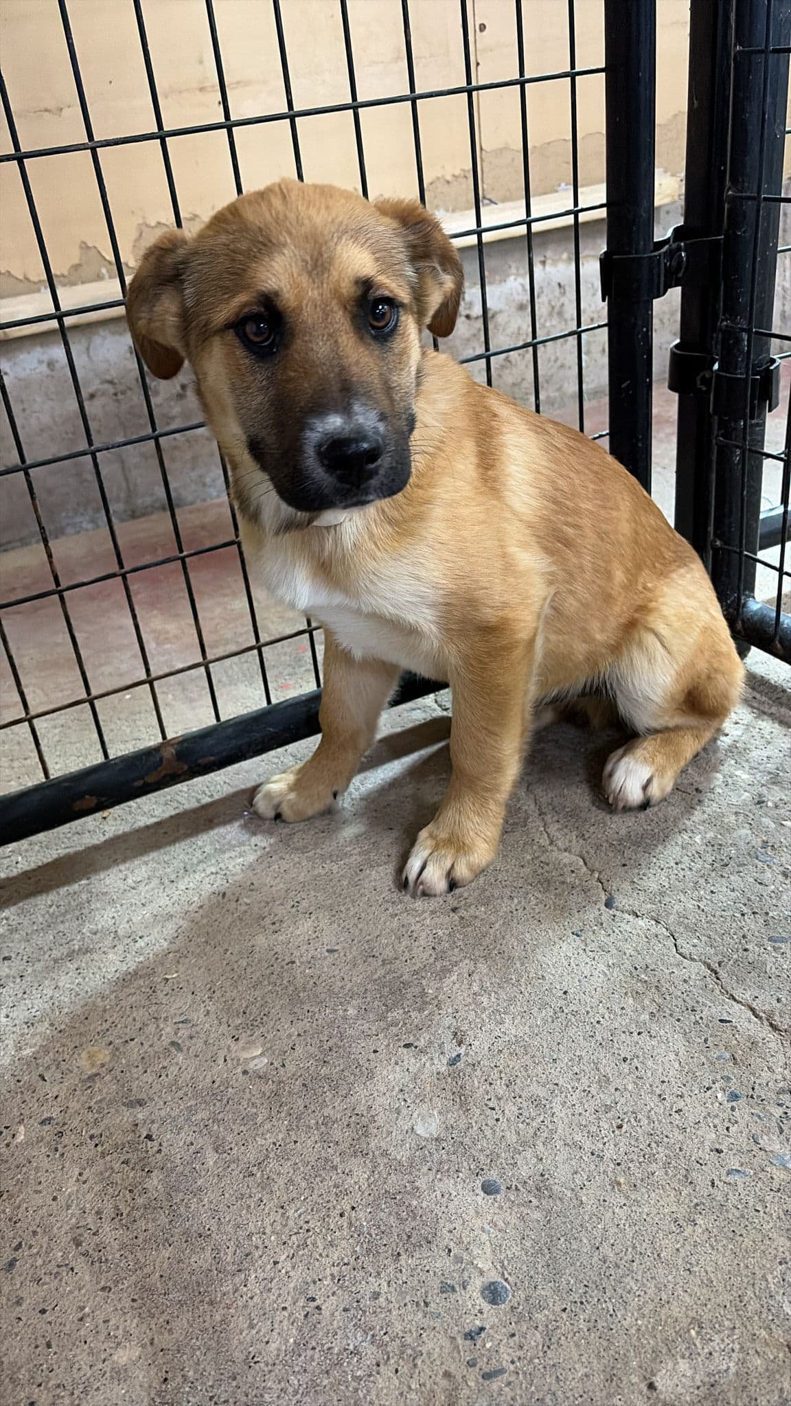 Bronco - Lab/Shepherd Mix available for adoption at BARCS Rescue in Calgary