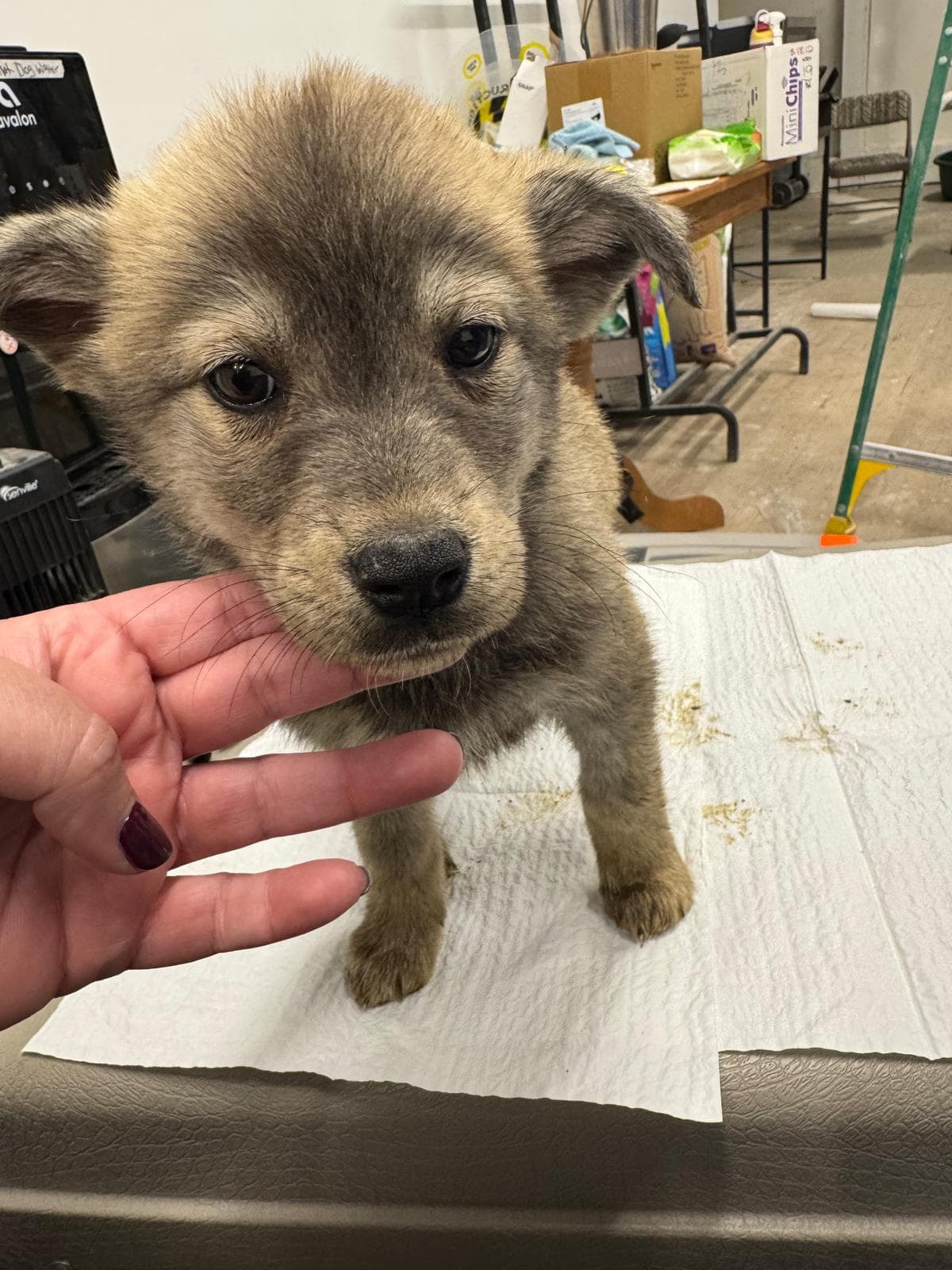 Brush Wolf - Husky Mix available for adoption at BARCS Rescue in Calgary