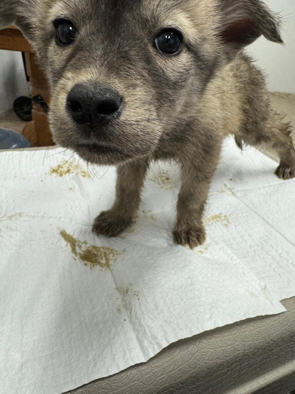Trickster - Husky Mix available for adoption at BARCS Rescue in Calgary