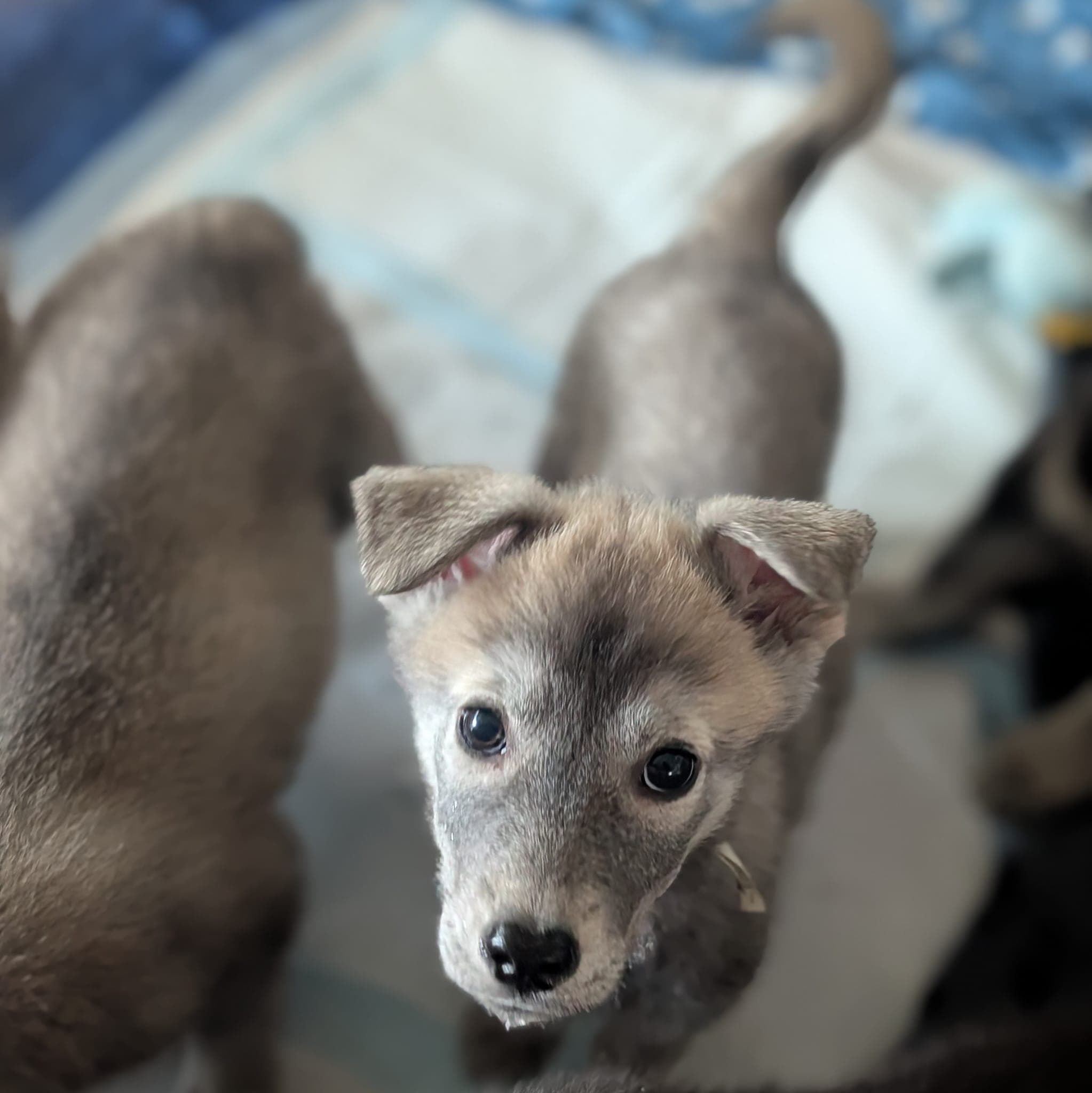 Trickster - Husky Mix available for adoption at BARCS Rescue in Calgary