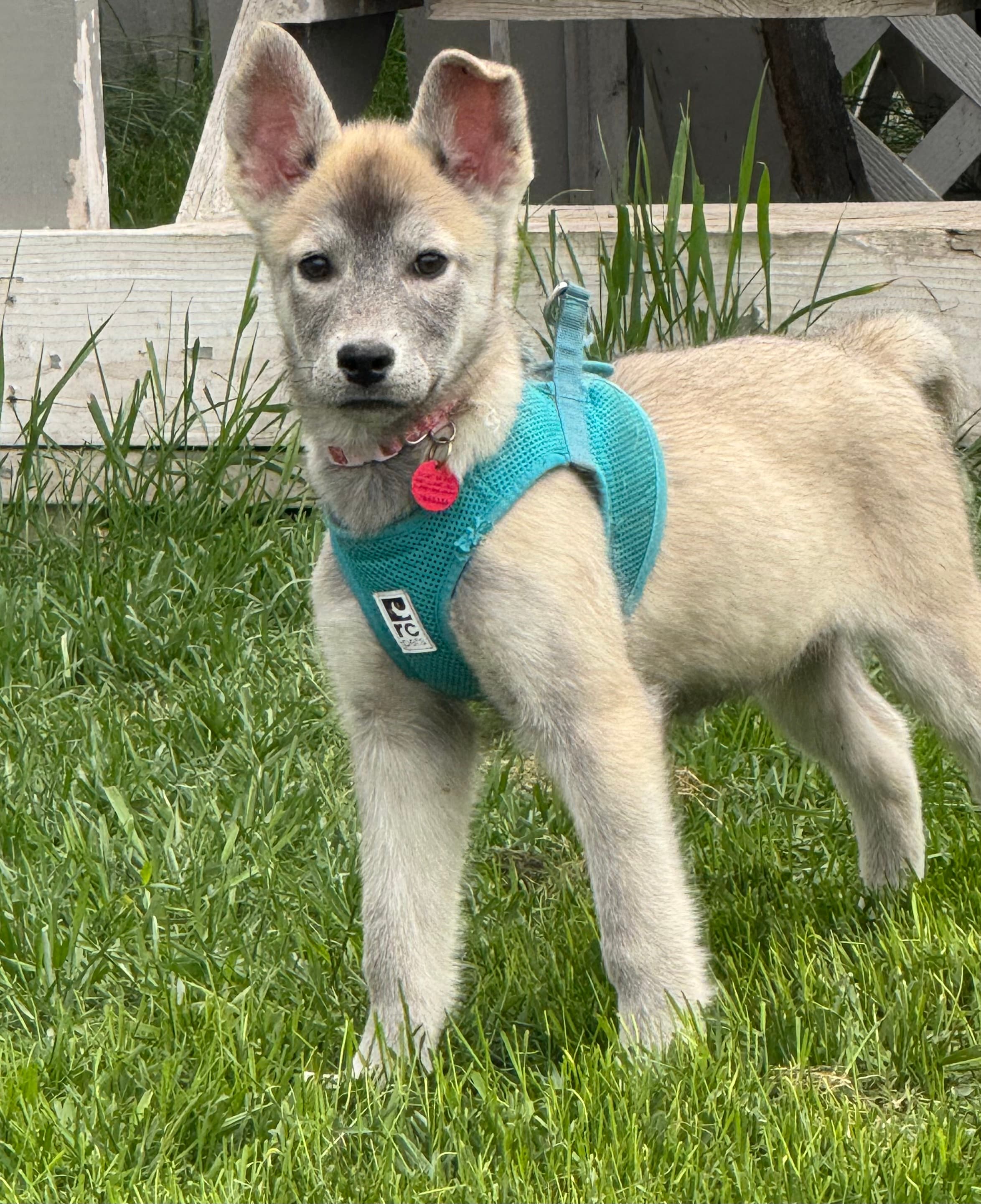 Trickster - Husky Mix available for adoption