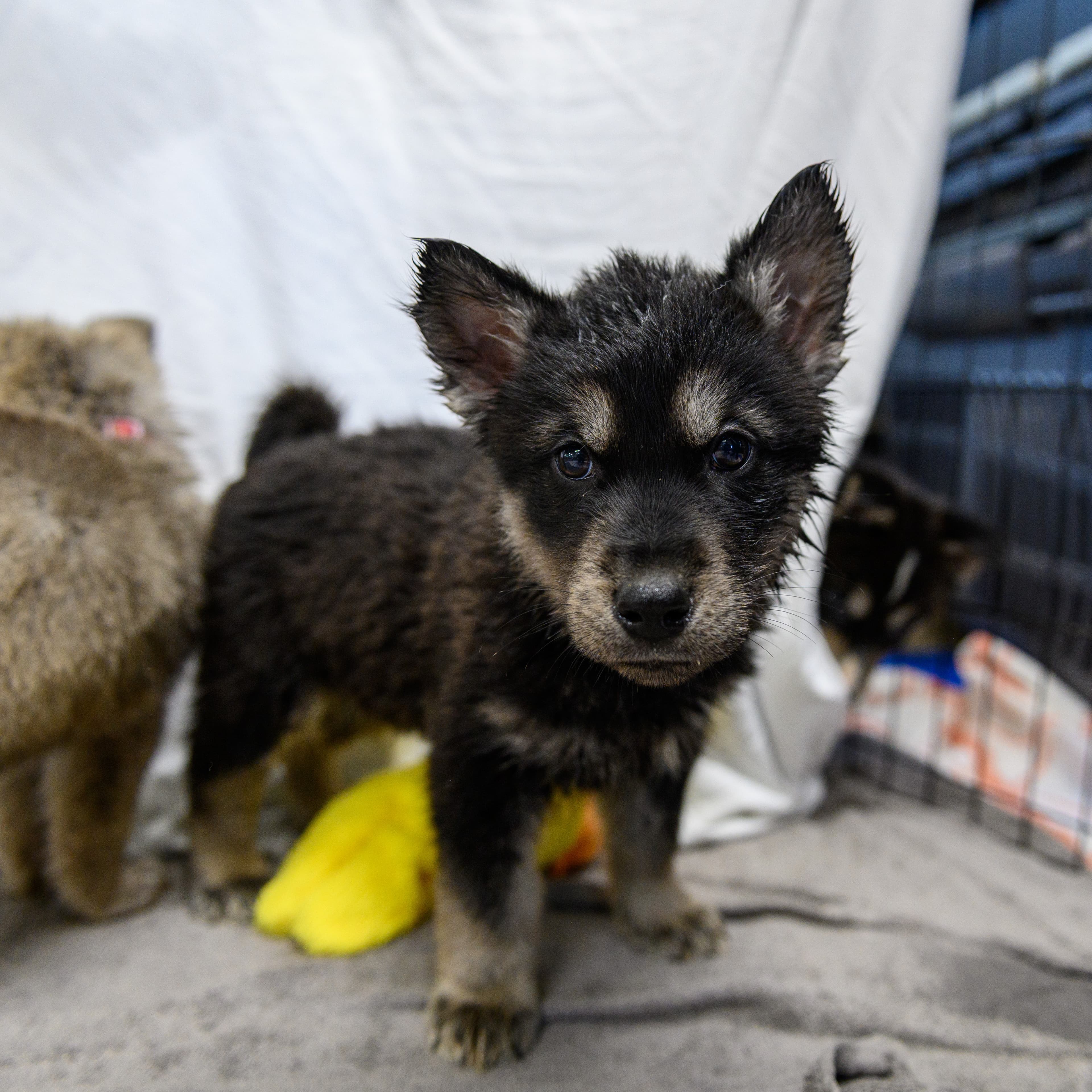 American Jackal - Husky Mix available for adoption in Calgary