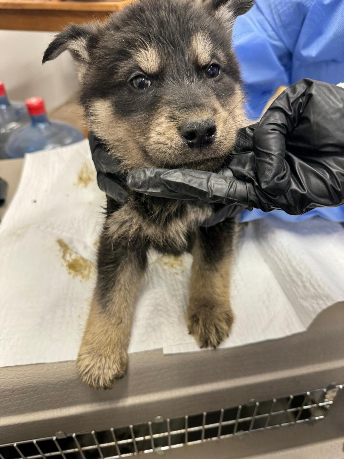 American Jackal - Husky Mix available for adoption at BARCS Rescue in Calgary