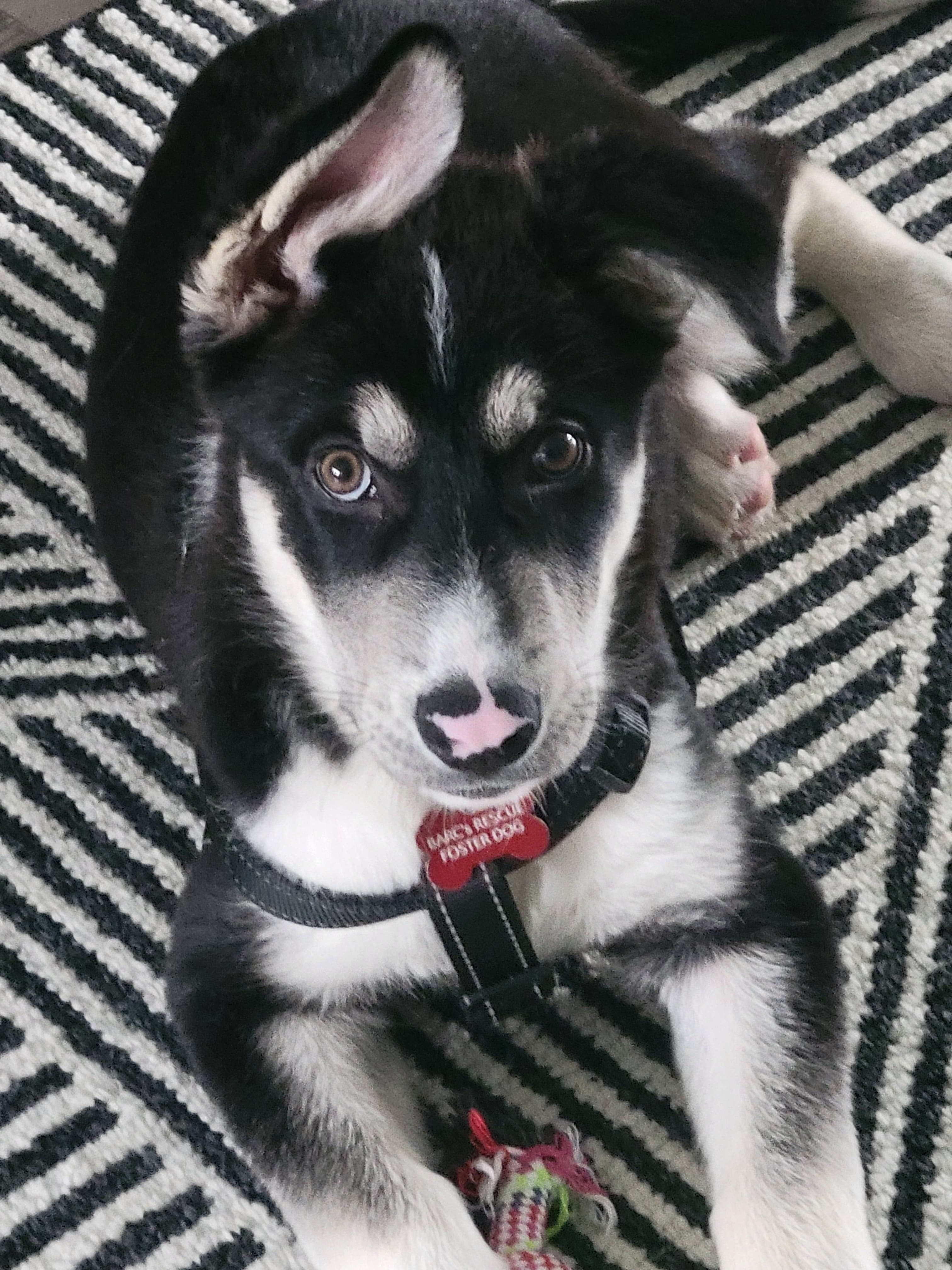 Coydog - Husky Mix available for adoption