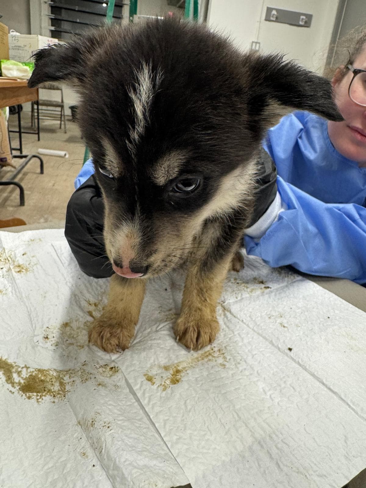 Coydog - Husky Mix available for adoption at BARCS Rescue in Calgary