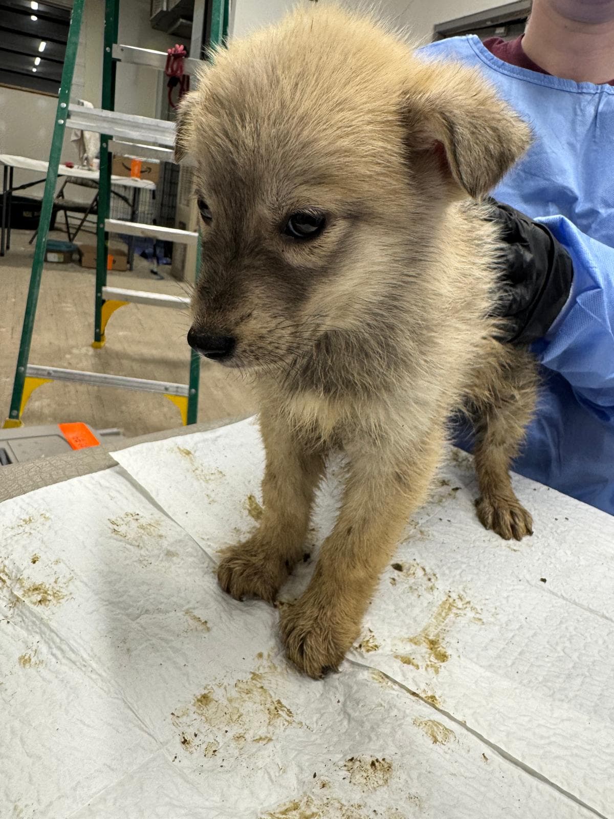Song Dog - Husky Mix available for adoption at BARCS Rescue in Calgary
