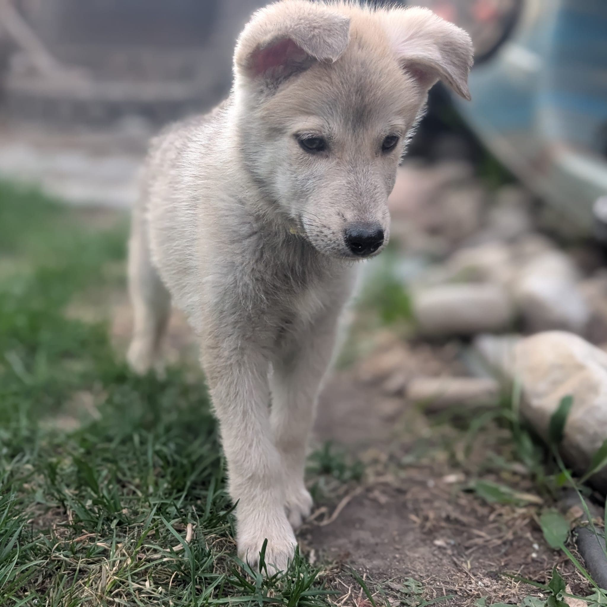 Song Dog - Husky Mix available for adoption at BARCS Rescue in Calgary