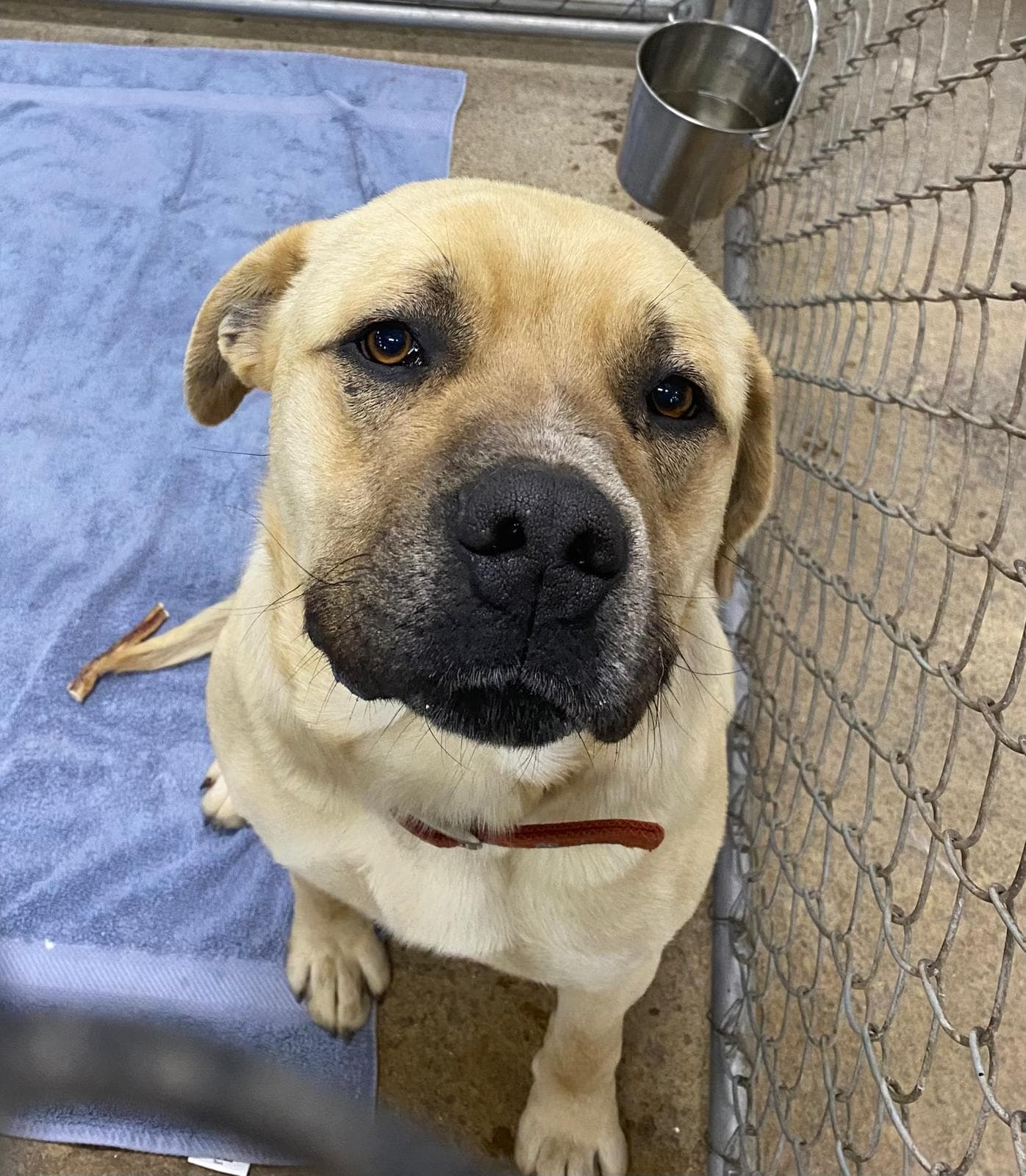 Butter - Mastiff available for adoption at BARCS Rescue in Calgary