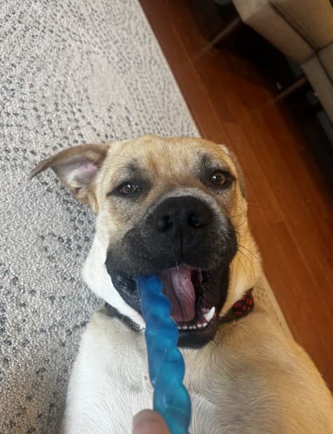 Butter - Mastiff available for adoption at BARCS Rescue in Calgary