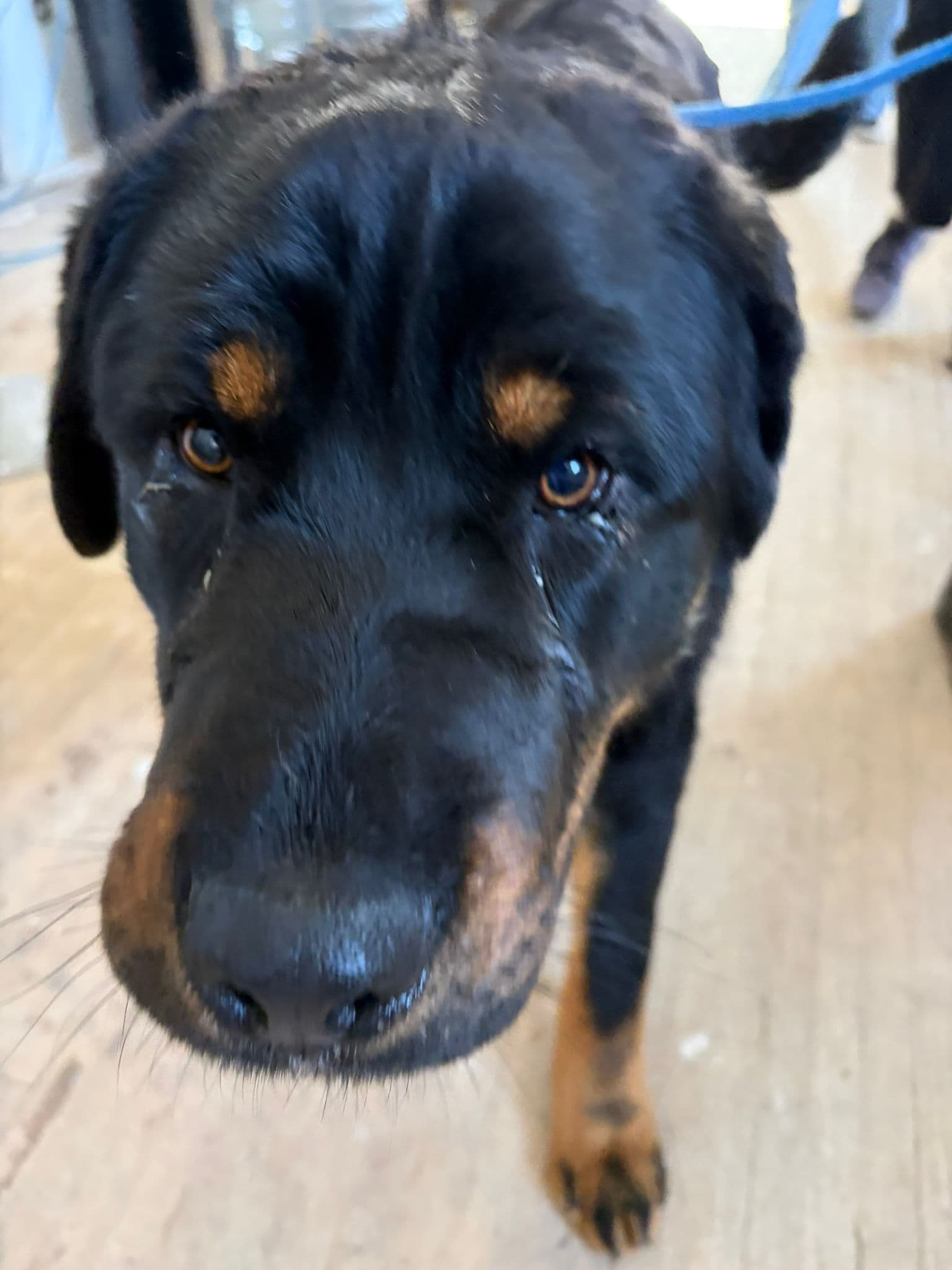 Bert (Bear) - Rottweiler Mix available for adoption at BARCS Rescue in Calgary