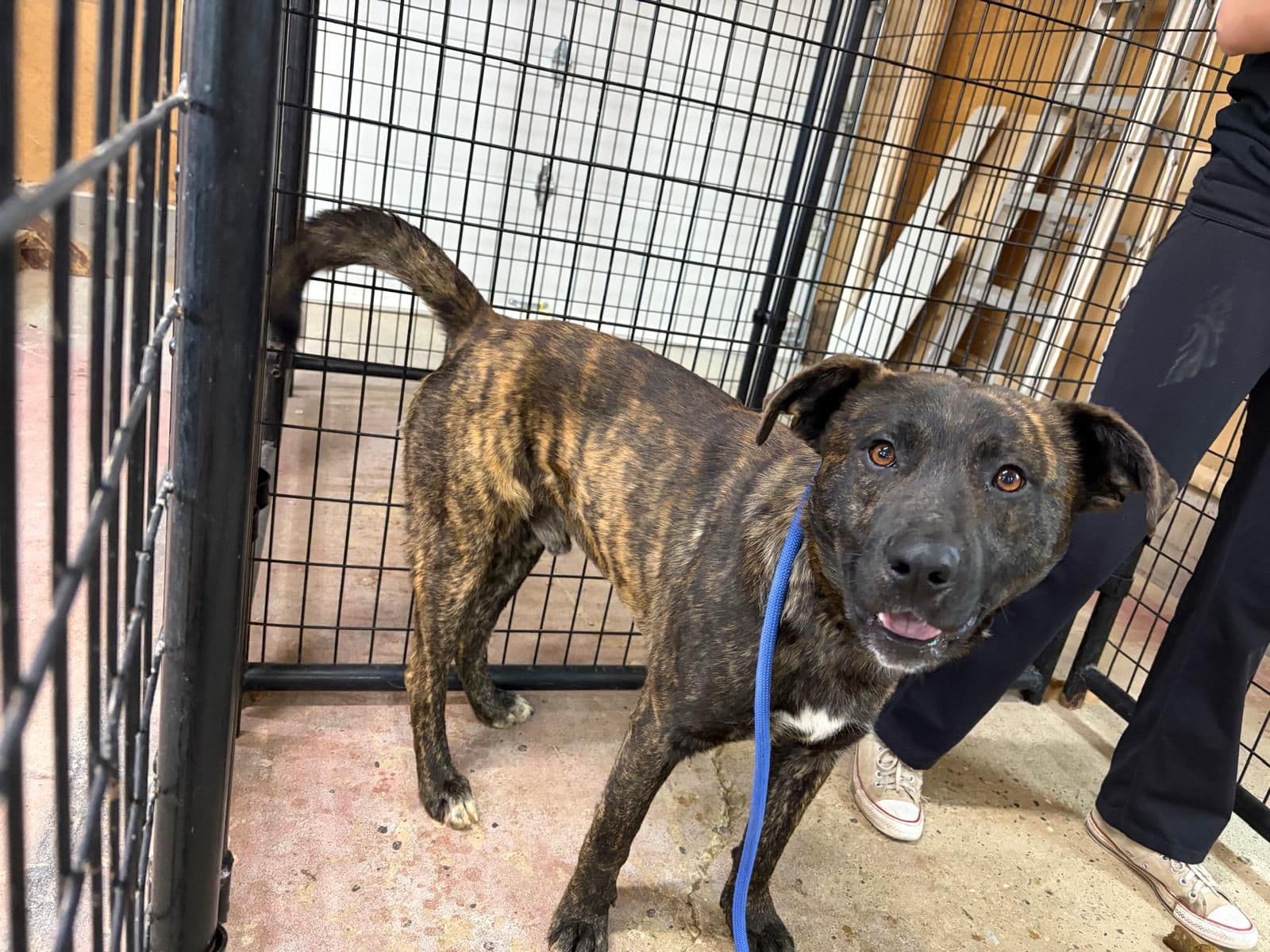 Dasher - Shepherd/Pitbull Terrier Mix available for adoption in Calgary
