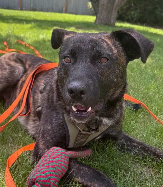 Dasher - Shepherd/Pitbull Terrier Mix available for adoption