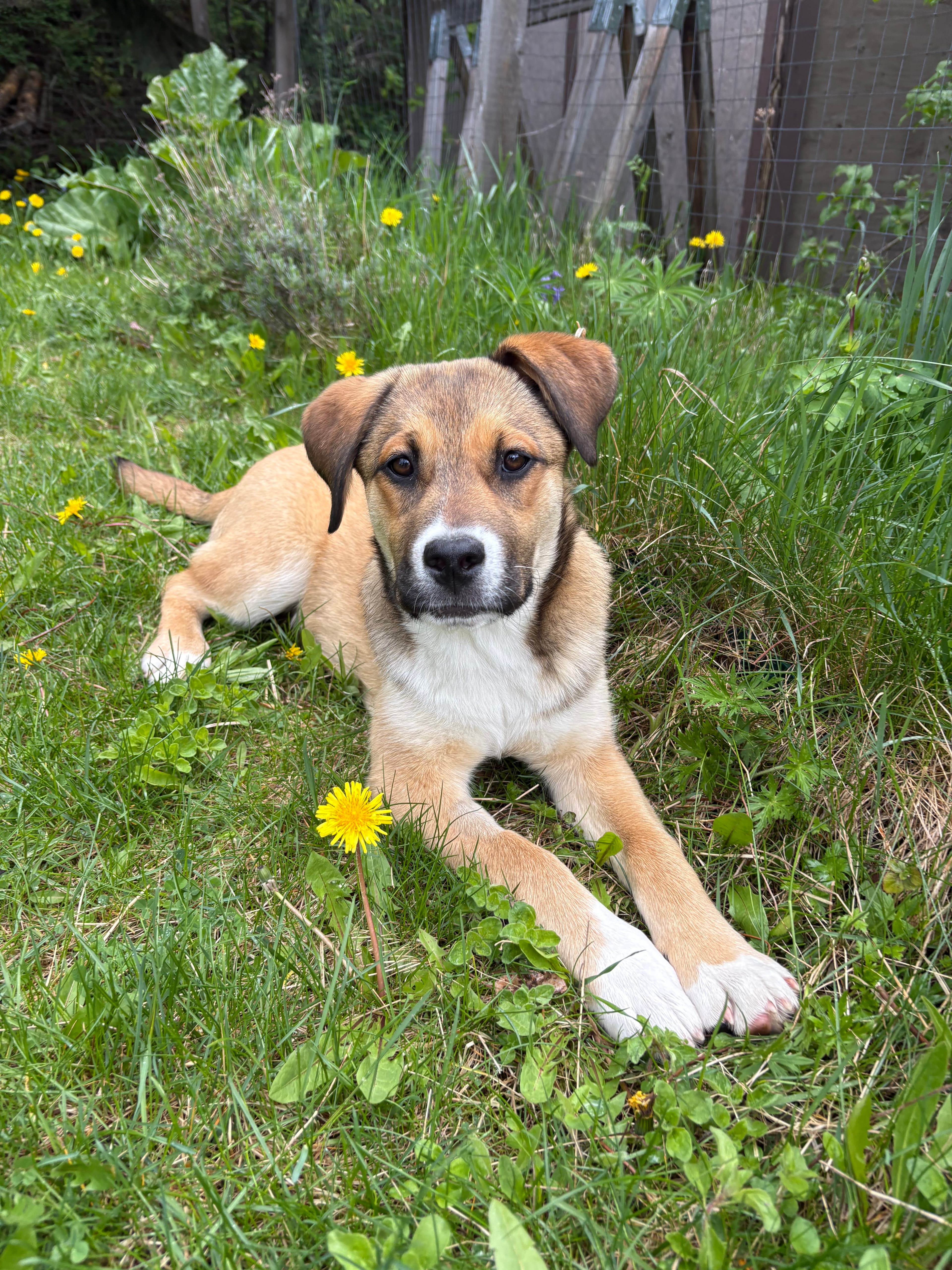 Rory - Lab/Shepherd Mix available for adoption at BARCS Rescue in Calgary