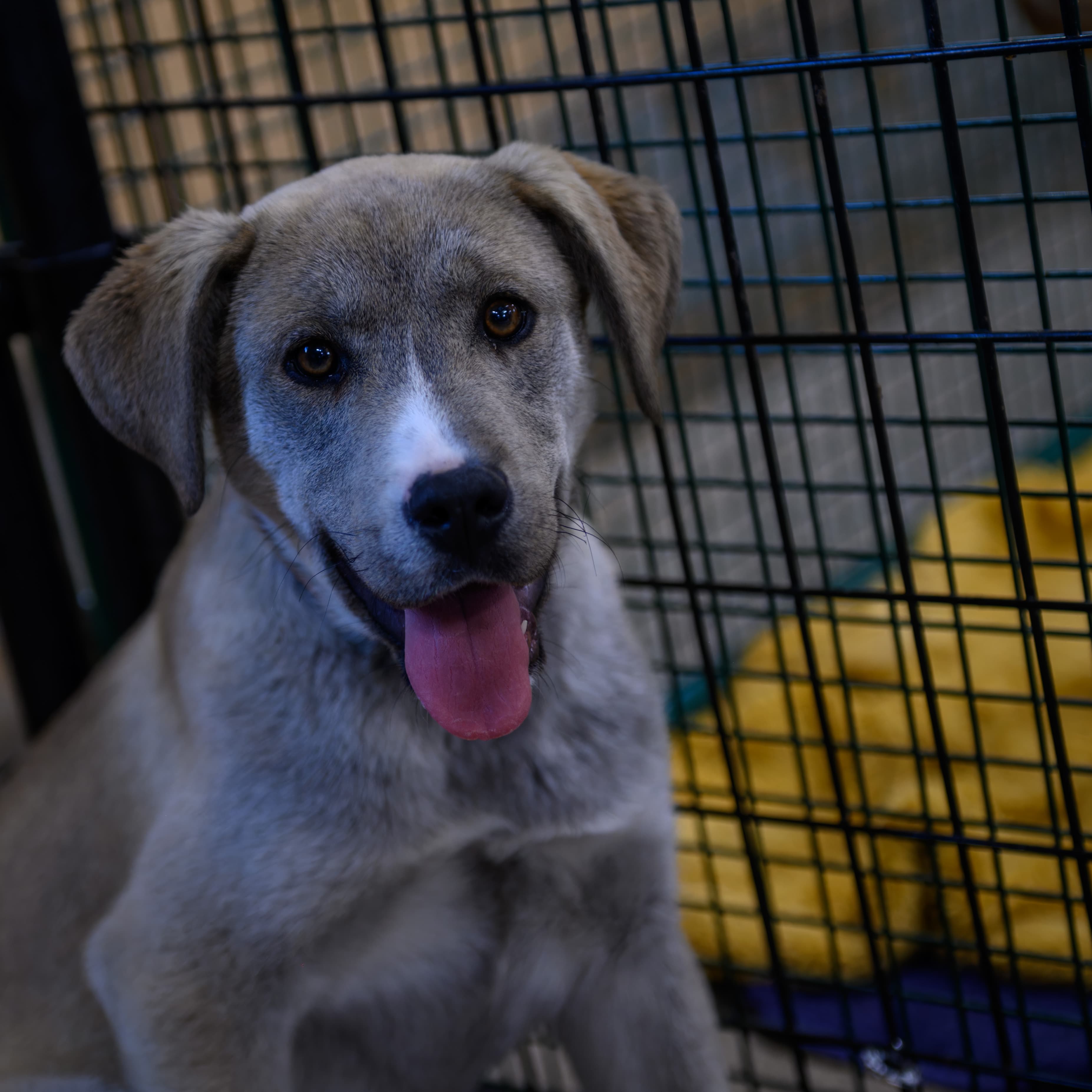 Hector - Lab/Shepherd Mix available for adoption in Calgary