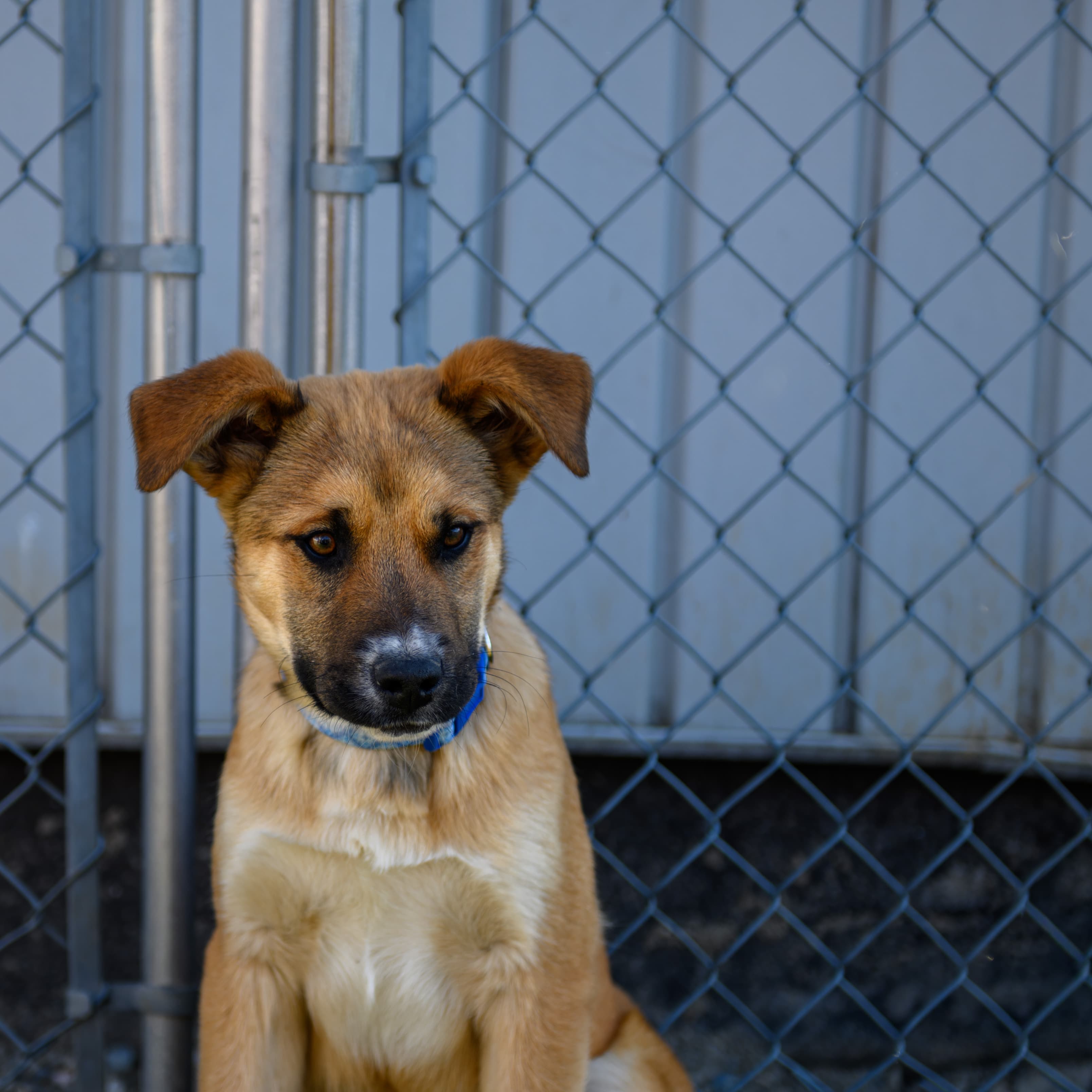 Bronco - Lab/Shepherd Mix available for adoption in Calgary