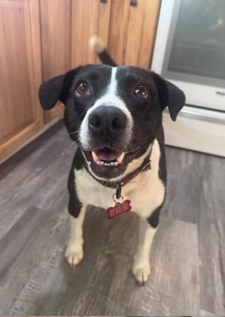 Bisque - Pit Bull Terrier Mix available for adoption