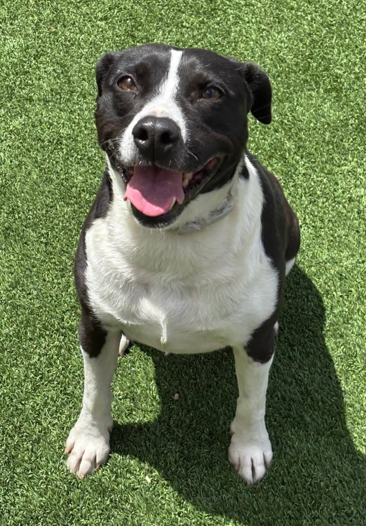 Bisque - Pit Bull Terrier Mix available for adoption at BARCS Rescue in Calgary