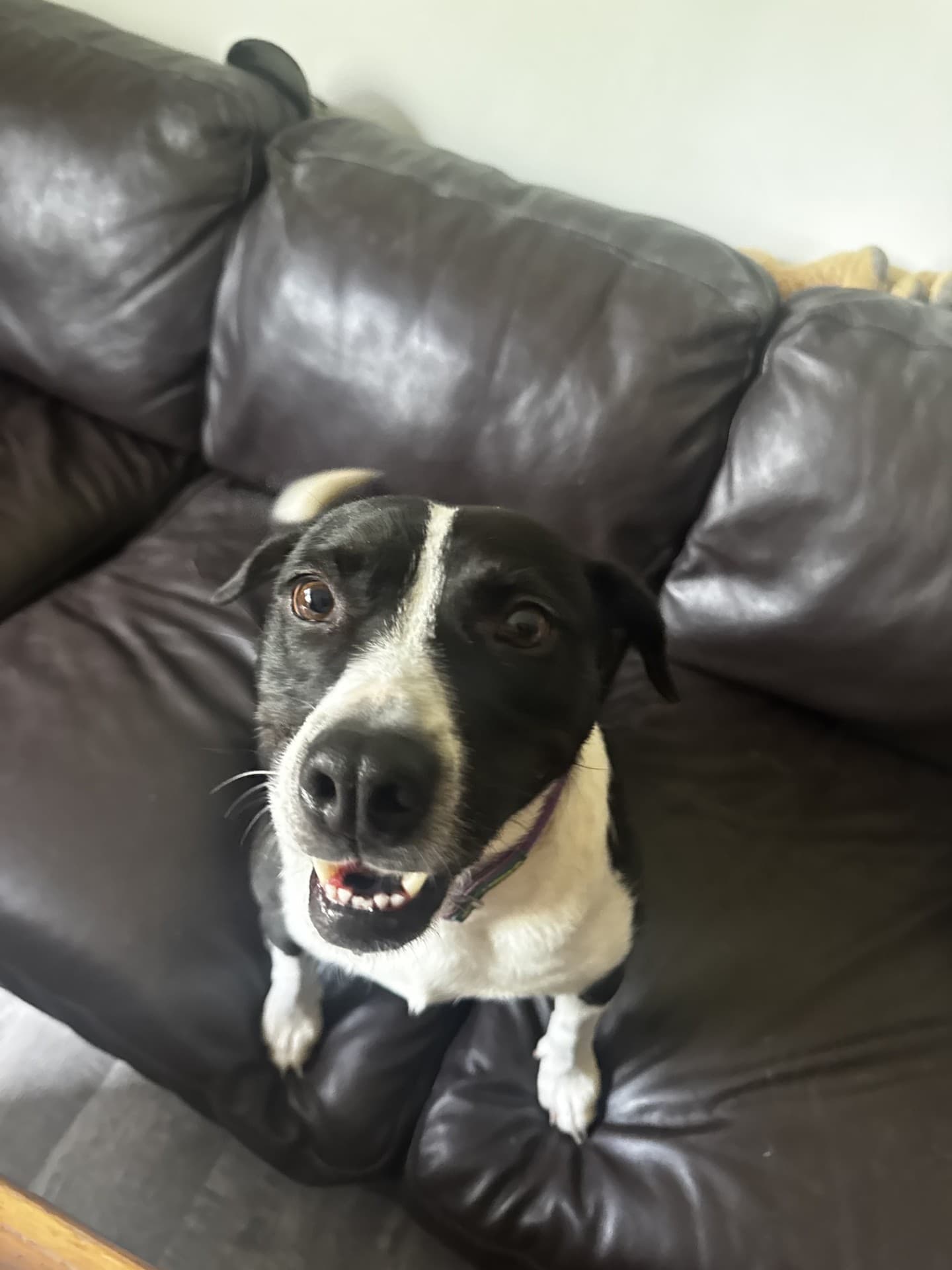 Bisque - Pit Bull Terrier Mix available for adoption at BARCS Rescue in Calgary