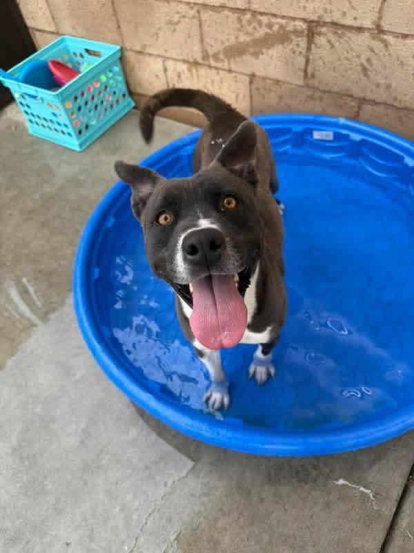 Caprese - Pit Bull Terrier Mix available for adoption at BARCS Rescue in Calgary