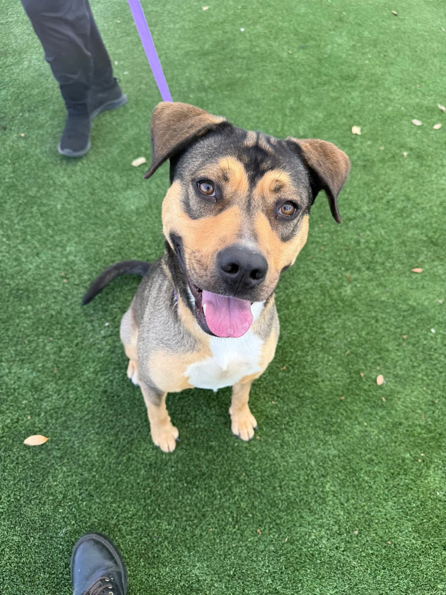 Puttanesca - German Shepherd/Rhodesian Ridgeback Mix available for adoption at BARCS Rescue in Calgary