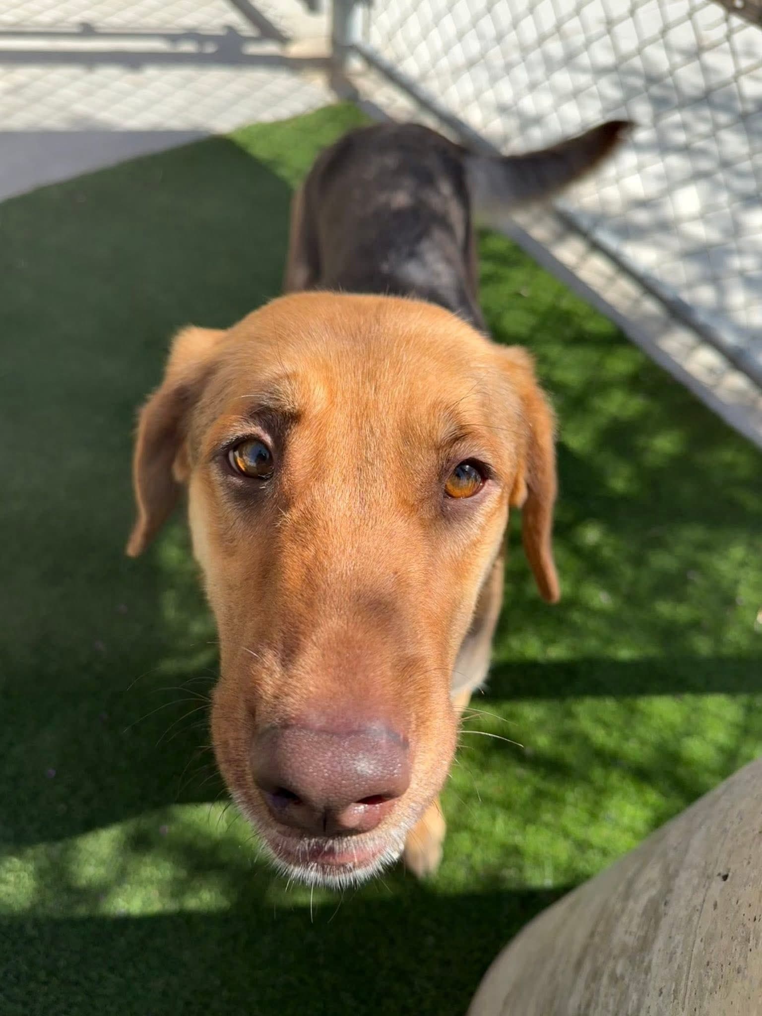 Ambrosia - German Shepherd Mix available for adoption at BARCS Rescue in Calgary