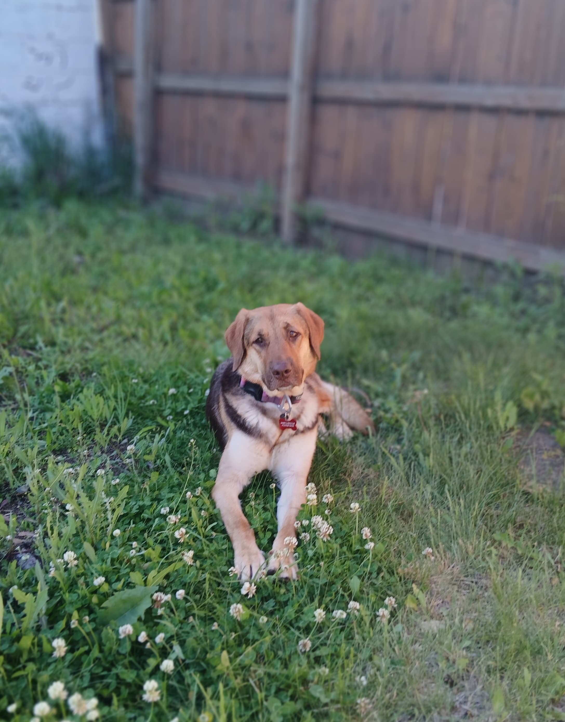 Ambrosia - German Shepherd Mix available for adoption