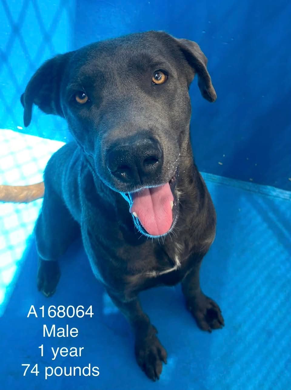 Frank's Red Hot - Lab Mix available for adoption at BARCS Rescue in Calgary