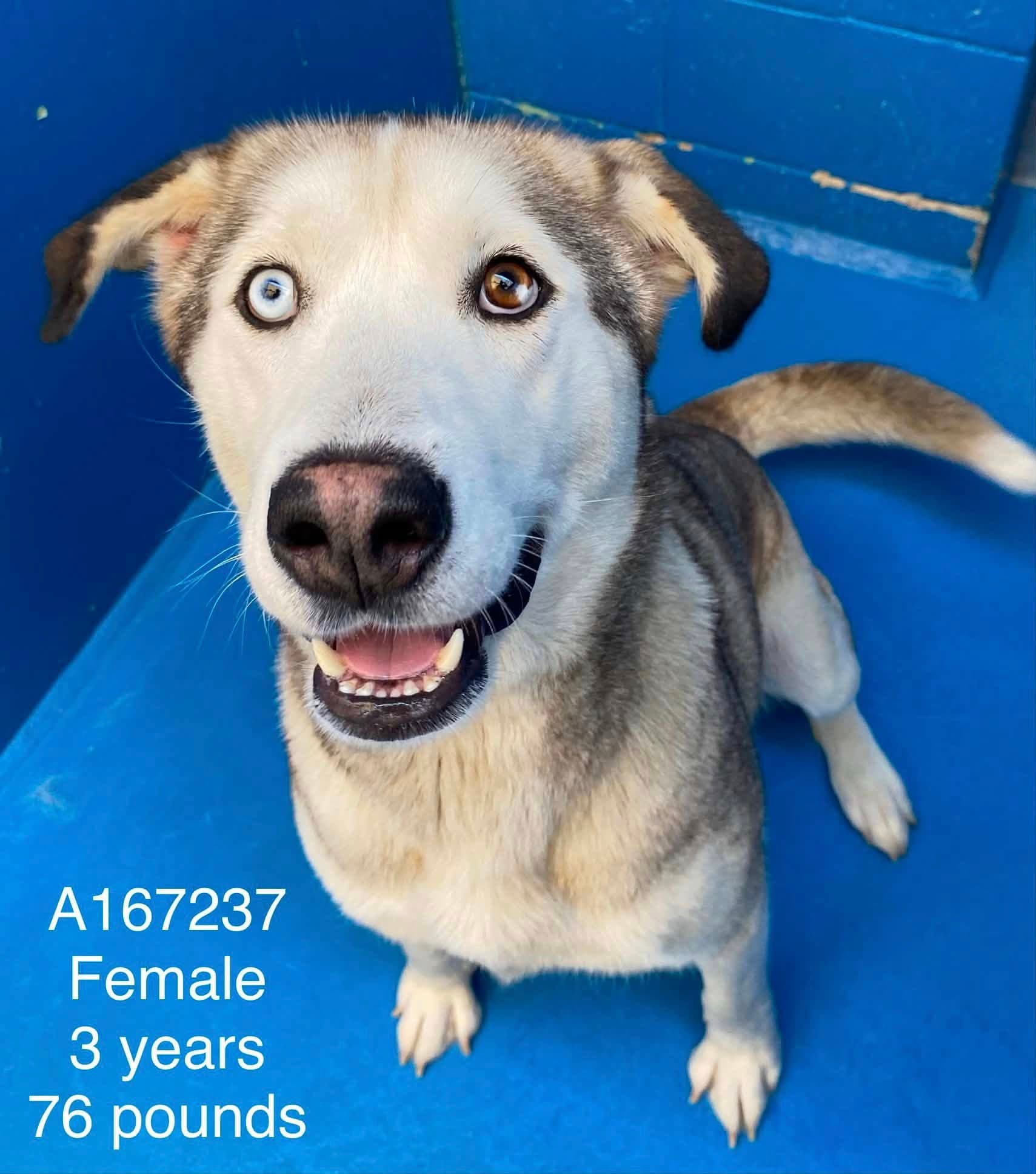 Hollandaise - Anatolian Shepherd/Husky Mix available for adoption at BARCS Rescue in Calgary