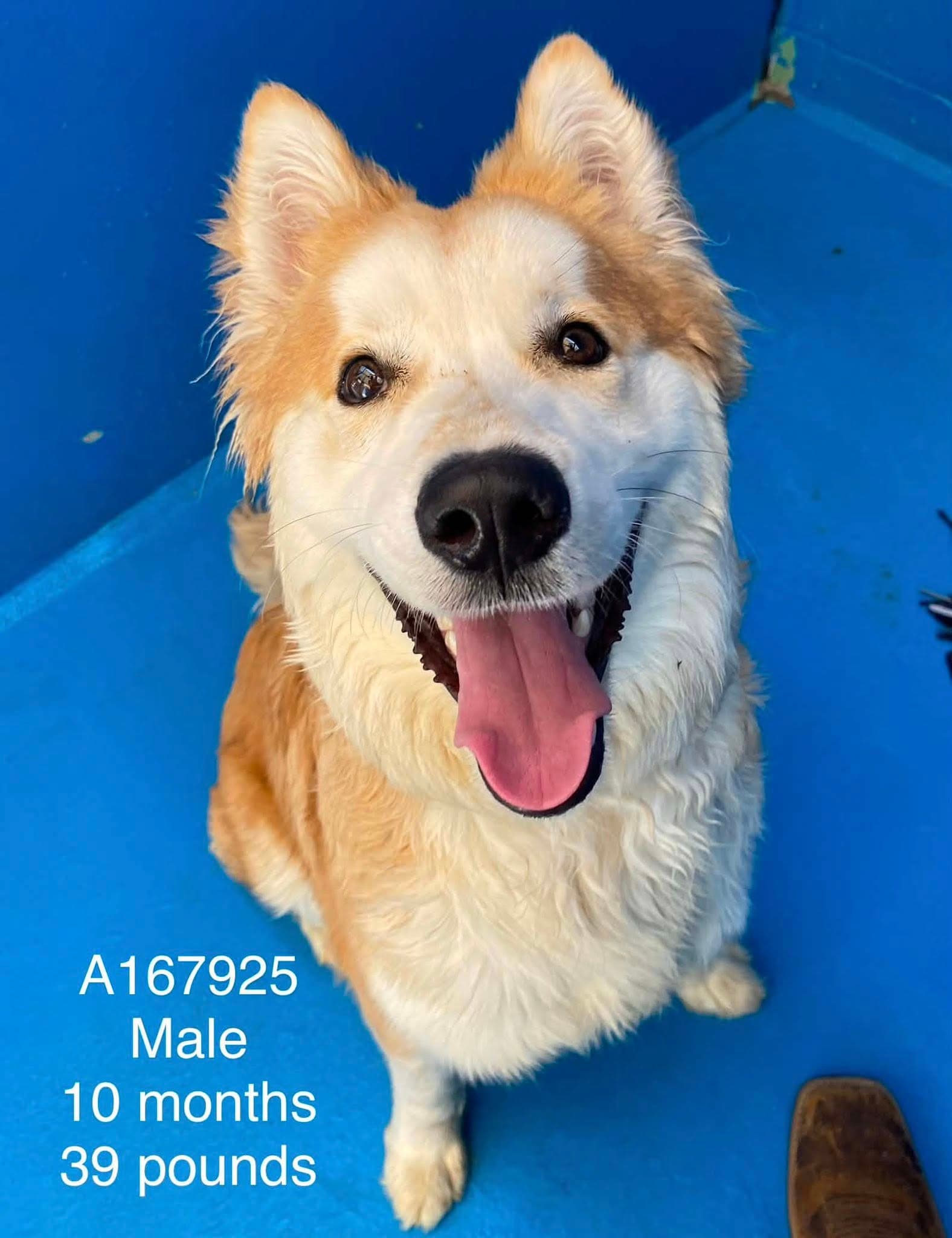 Borscht - Shiba Inu/Husky Mix available for adoption at BARCS Rescue in Calgary
