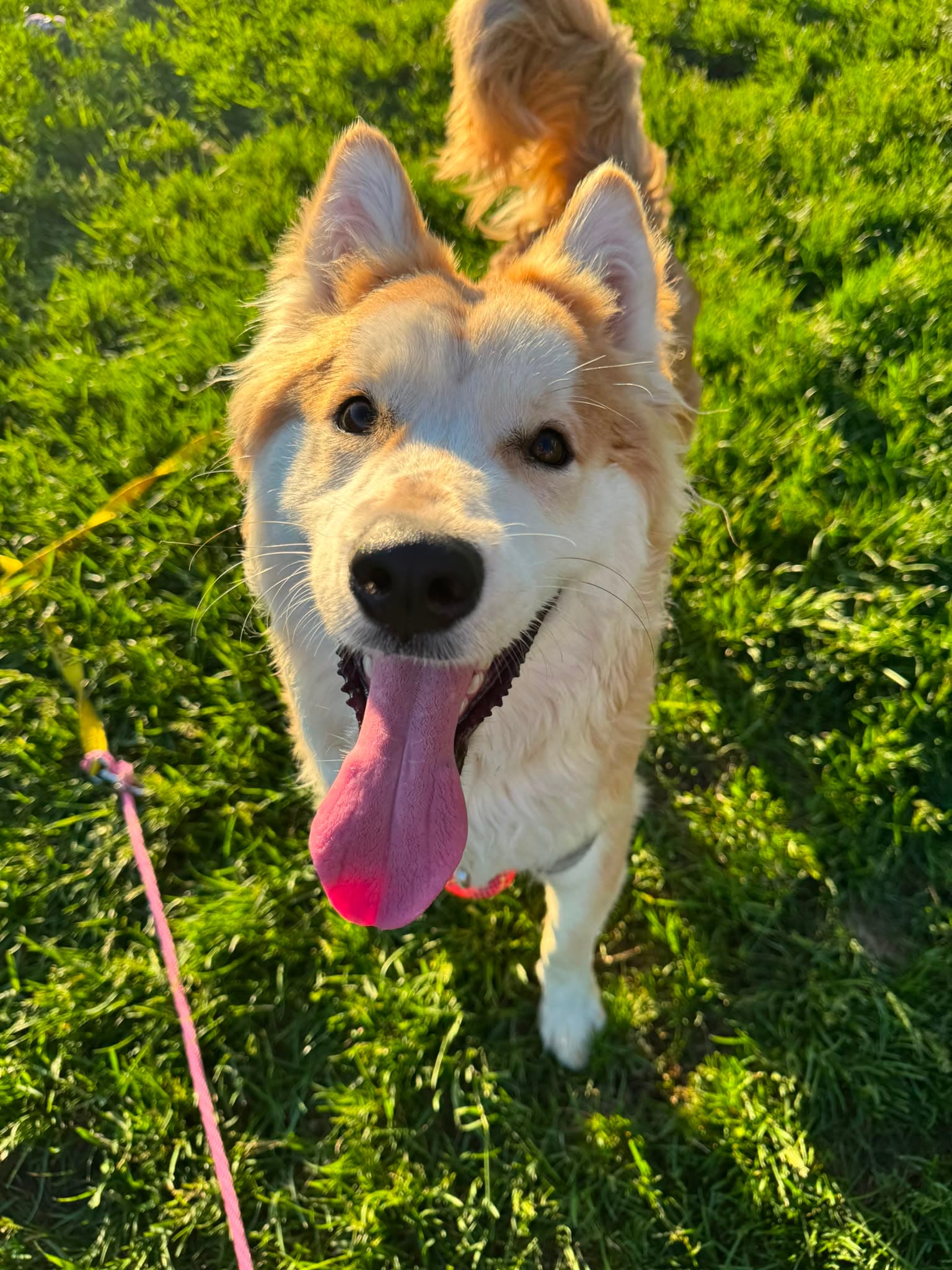 Borscht - Shiba Inu/Husky Mix available for adoption at BARCS Rescue in Calgary