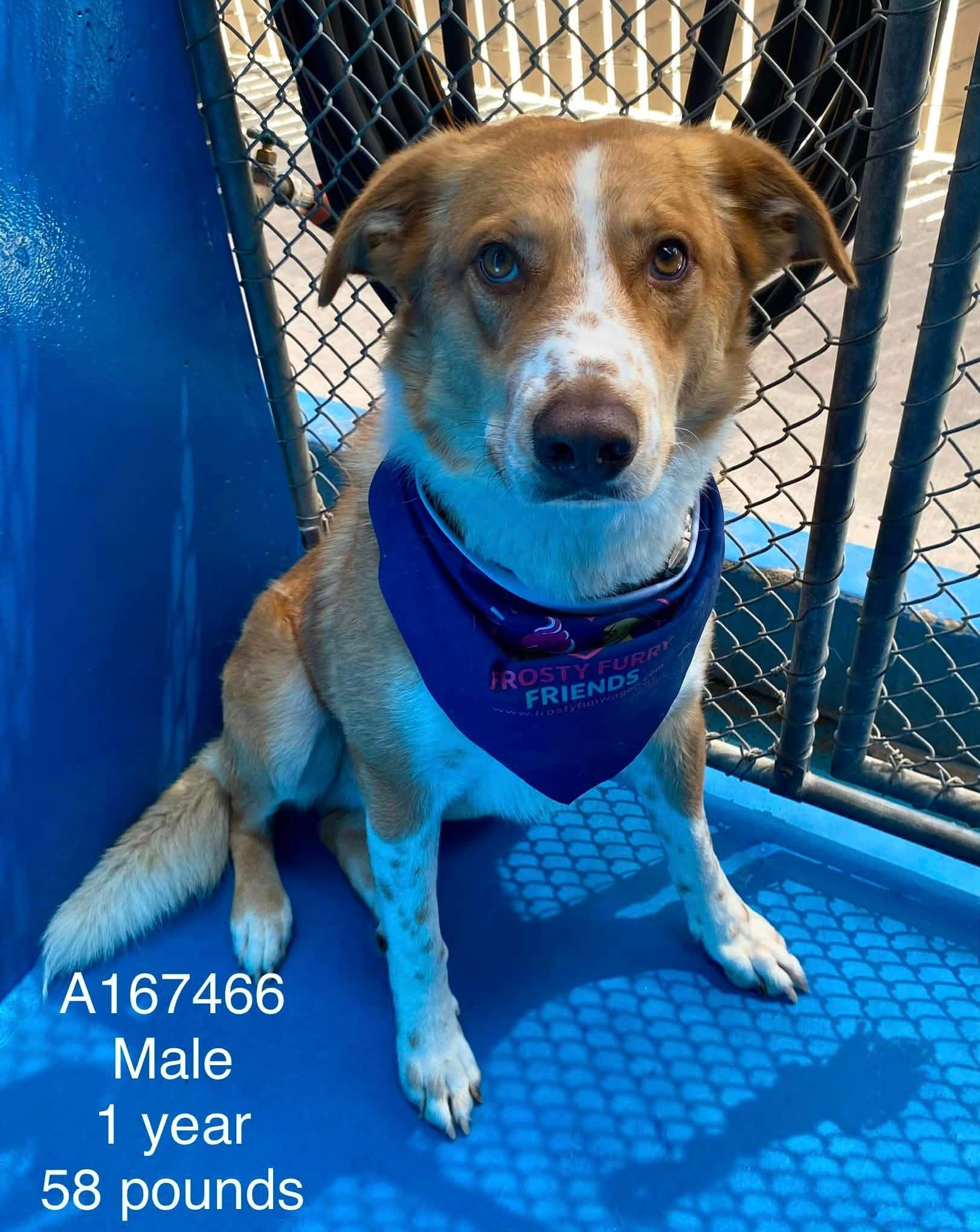 BBQ - Border Collie Mix available for adoption at BARCS Rescue in Calgary