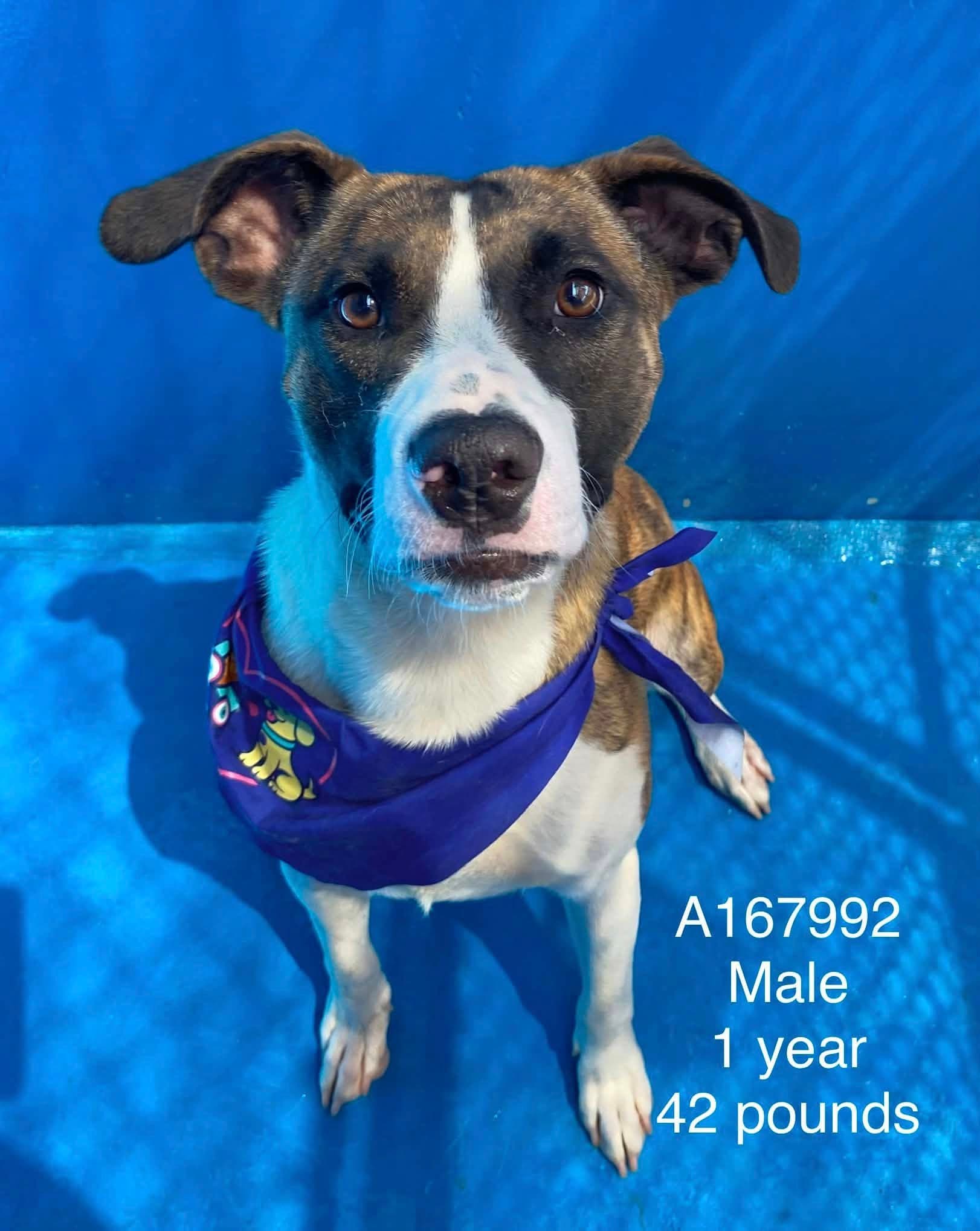 Waldorf - Bull Terrier Mix available for adoption at BARCS Rescue in Calgary
