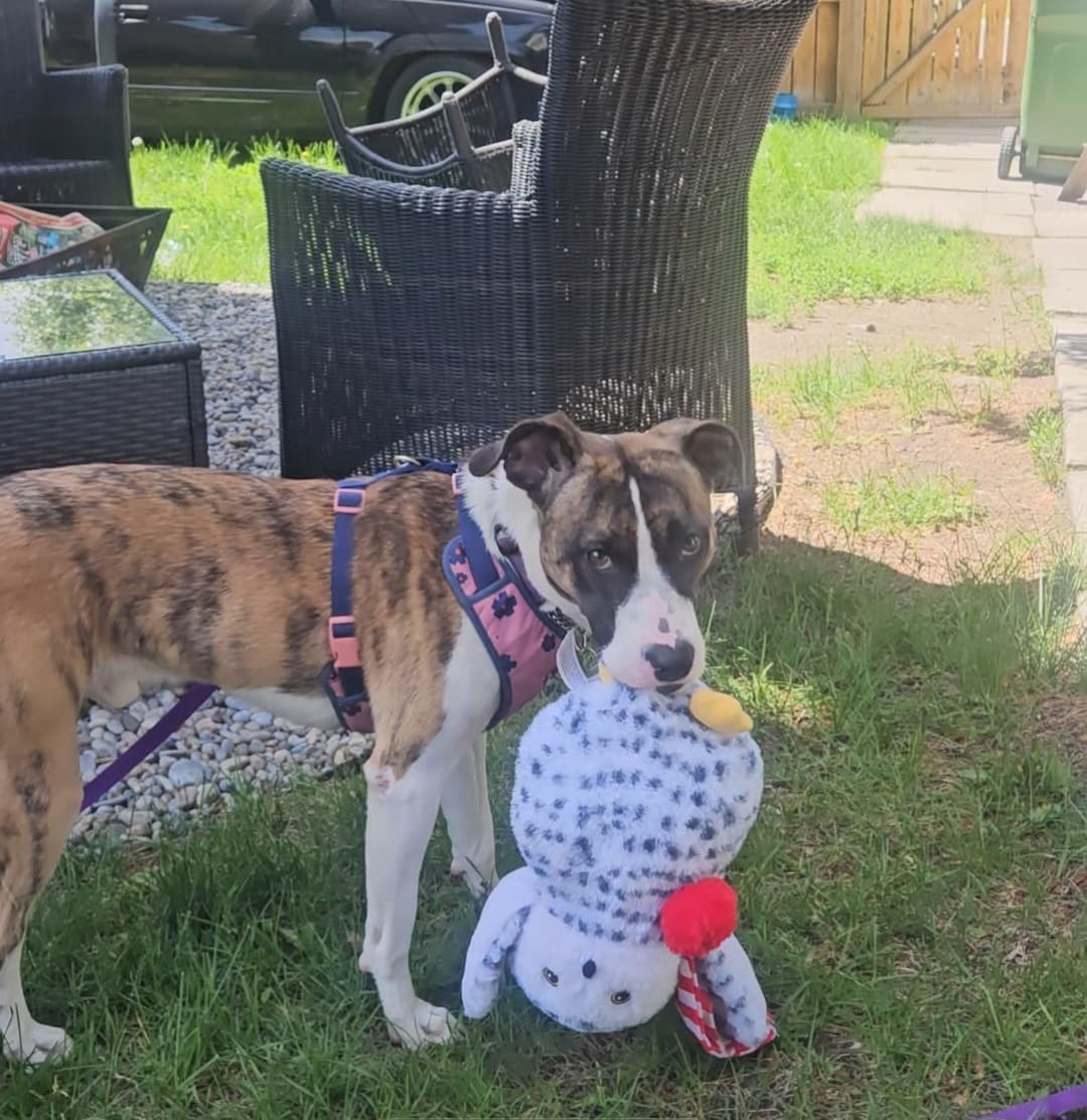 Waldorf - Bull Terrier Mix available for adoption at BARCS Rescue in Calgary