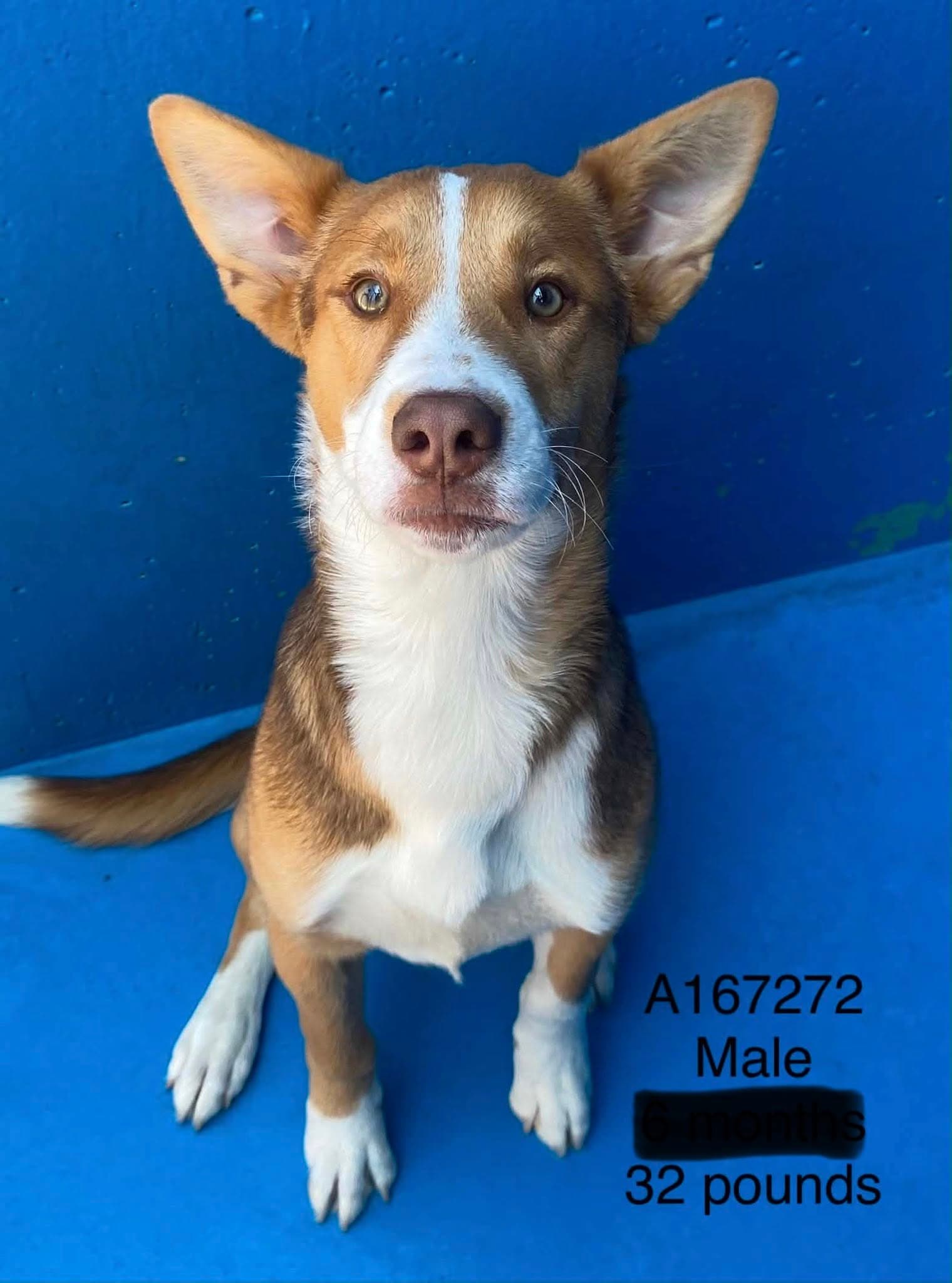 Teriyaki - Lab/Bully Mix available for adoption at BARCS Rescue in Calgary