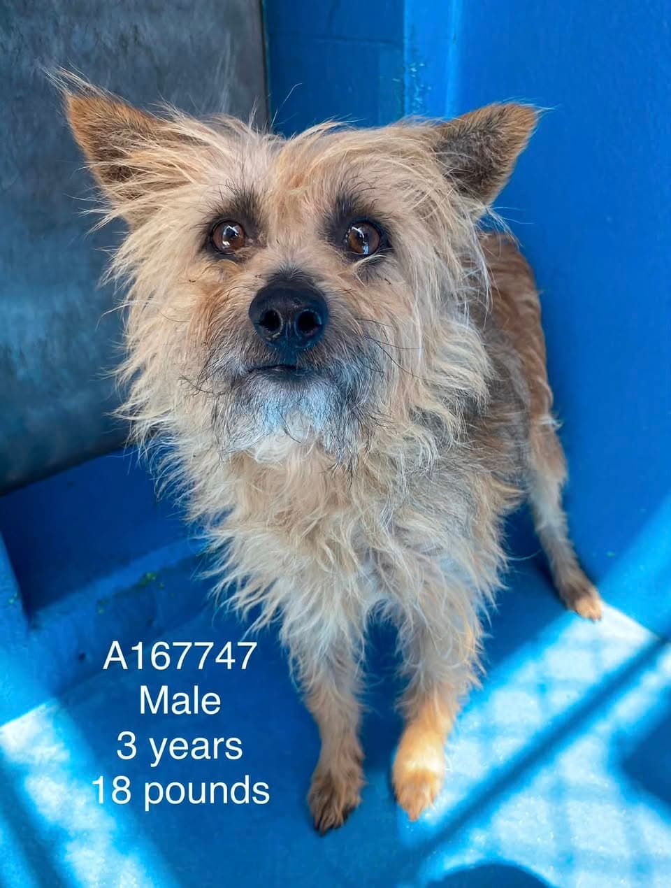 Ranch - Terrier Mix available for adoption at BARCS Rescue in Calgary