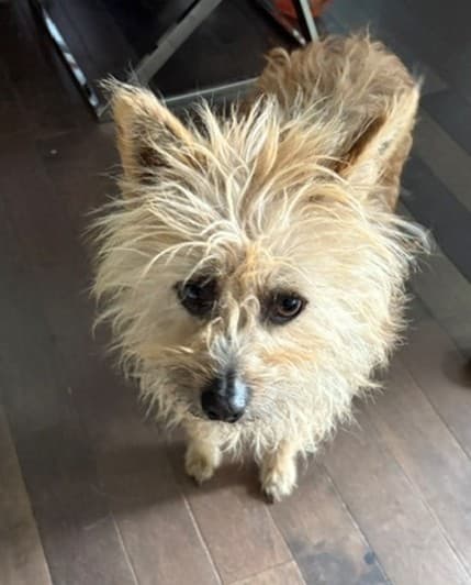 Ranch - Terrier Mix available for adoption at BARCS Rescue in Calgary