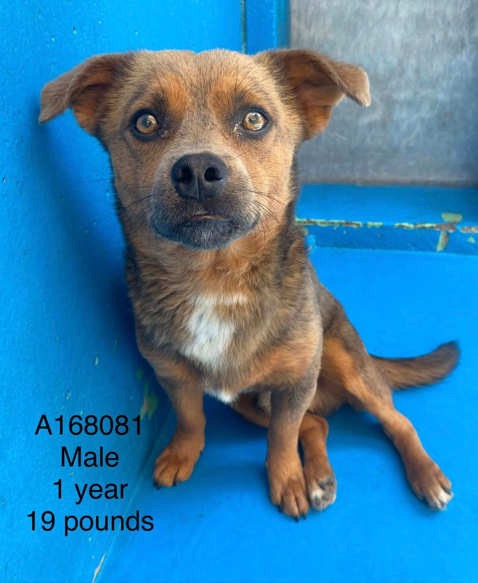 Gumbo - Dachshund Mix available for adoption at BARCS Rescue in Calgary