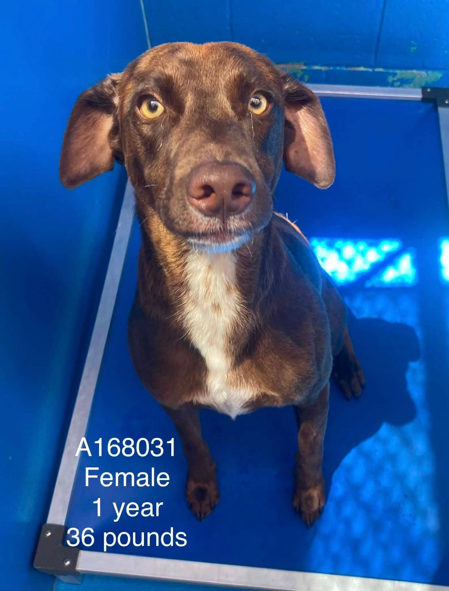 Green Goddess - Australian Shepherd Mix available for adoption at BARCS Rescue in Calgary