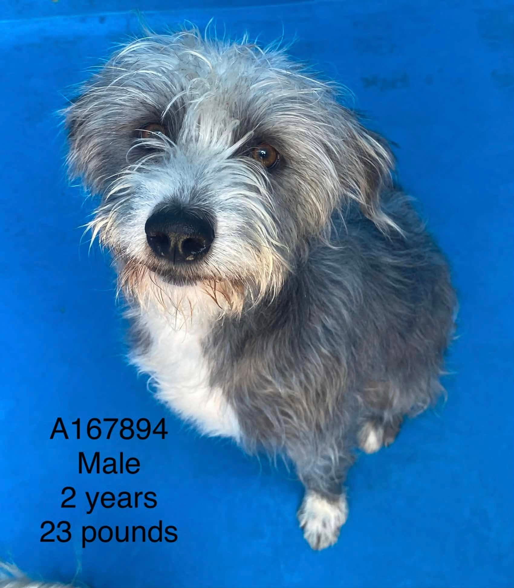 Alfredo - Terrier Mix available for adoption at BARCS Rescue in Calgary