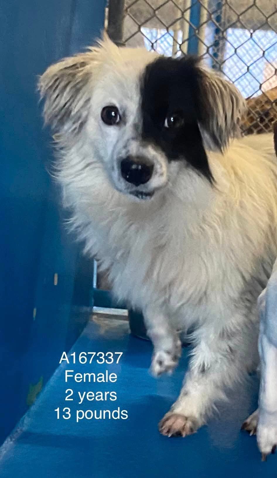 Pho - Chihuahua Mix available for adoption at BARCS Rescue in Calgary