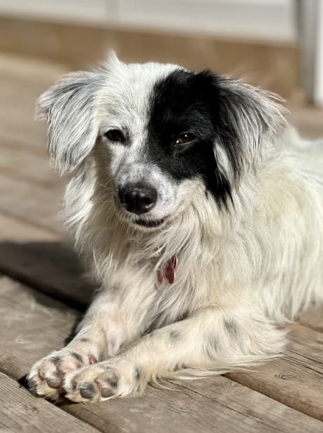 Pho - Chihuahua Mix available for adoption at BARCS Rescue in Calgary