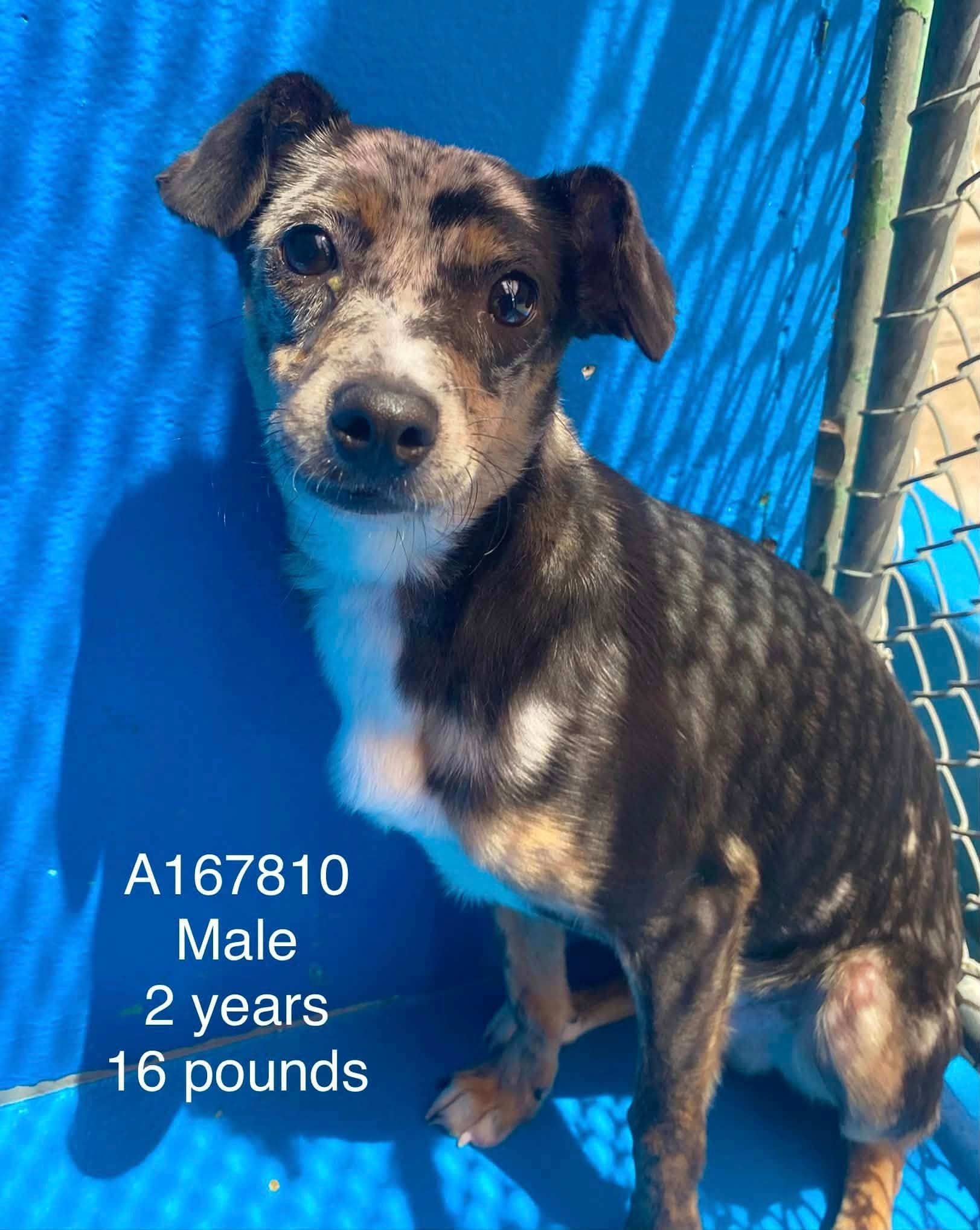 Chimichurri - Chihuahua Mix available for adoption at BARCS Rescue in Calgary