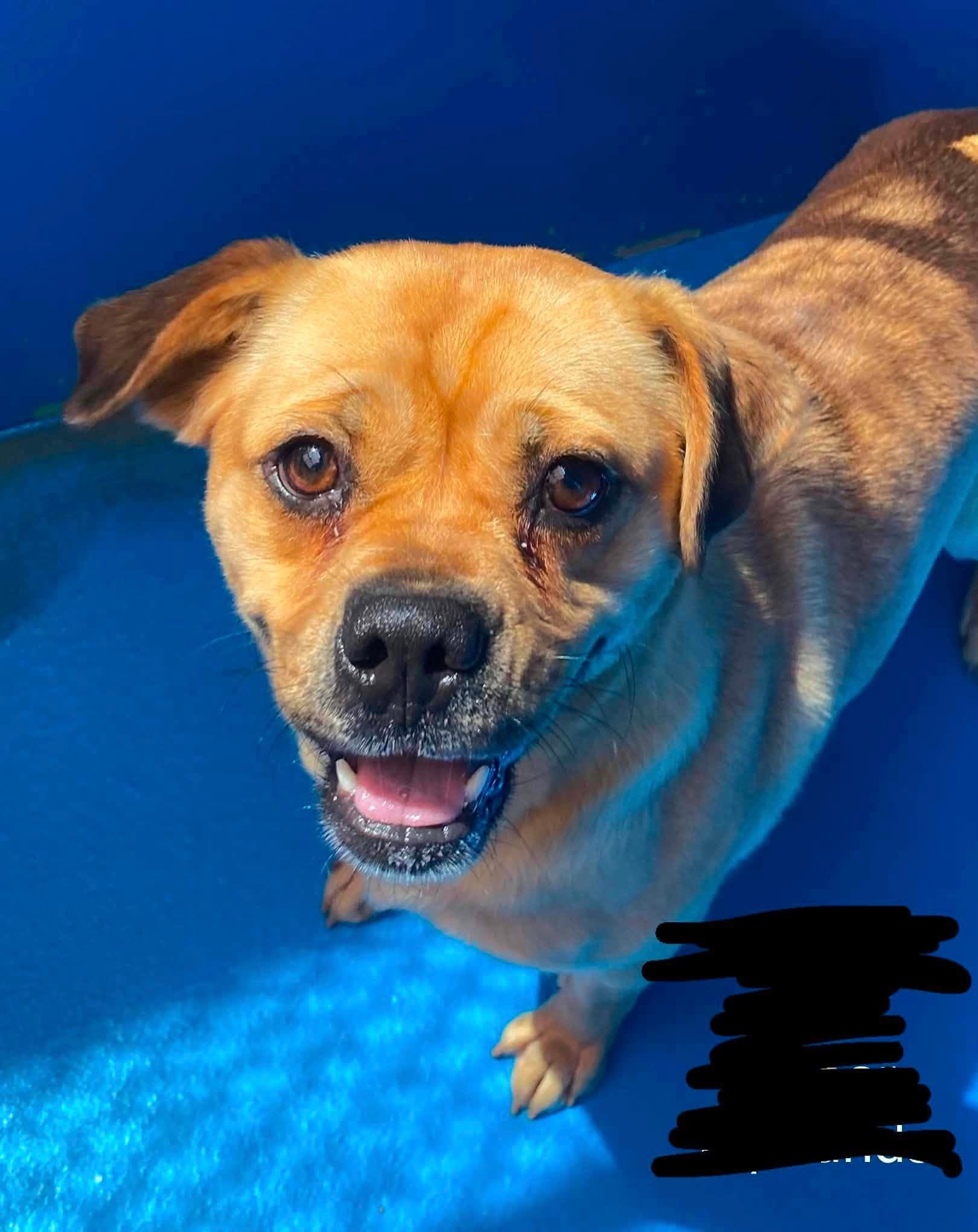 Cobb - Bulldog/Lab Mix available for adoption at BARCS Rescue in Calgary