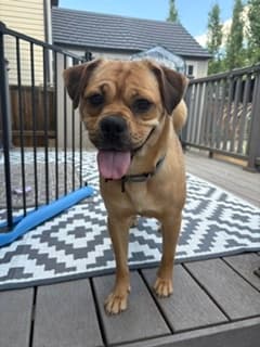 Cobb - Bulldog/Lab Mix available for adoption at BARCS Rescue in Calgary