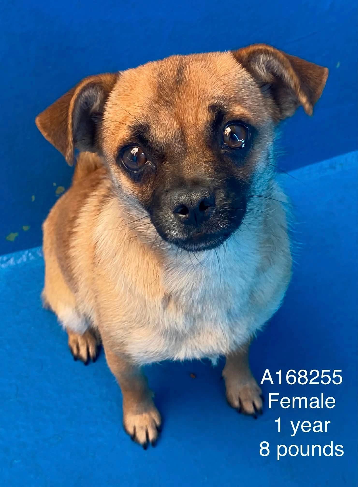 Miso - Chihuahua Mix available for adoption at BARCS Rescue in Calgary