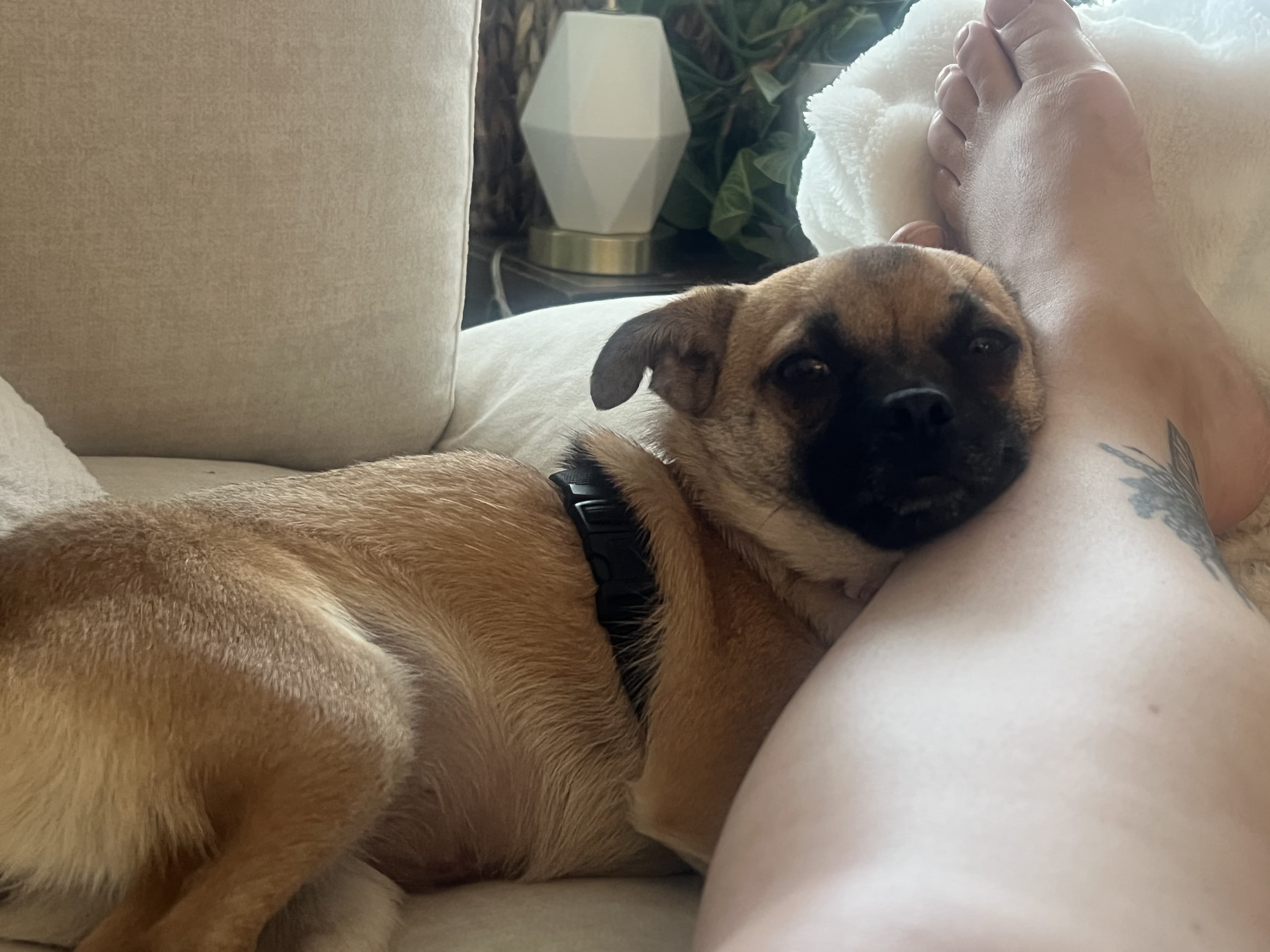 Miso - Chihuahua Mix available for adoption at BARCS Rescue in Calgary
