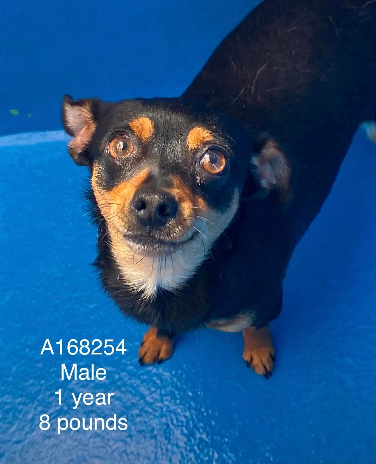 Worcestershire - Chihuahua Mix available for adoption at BARCS Rescue in Calgary