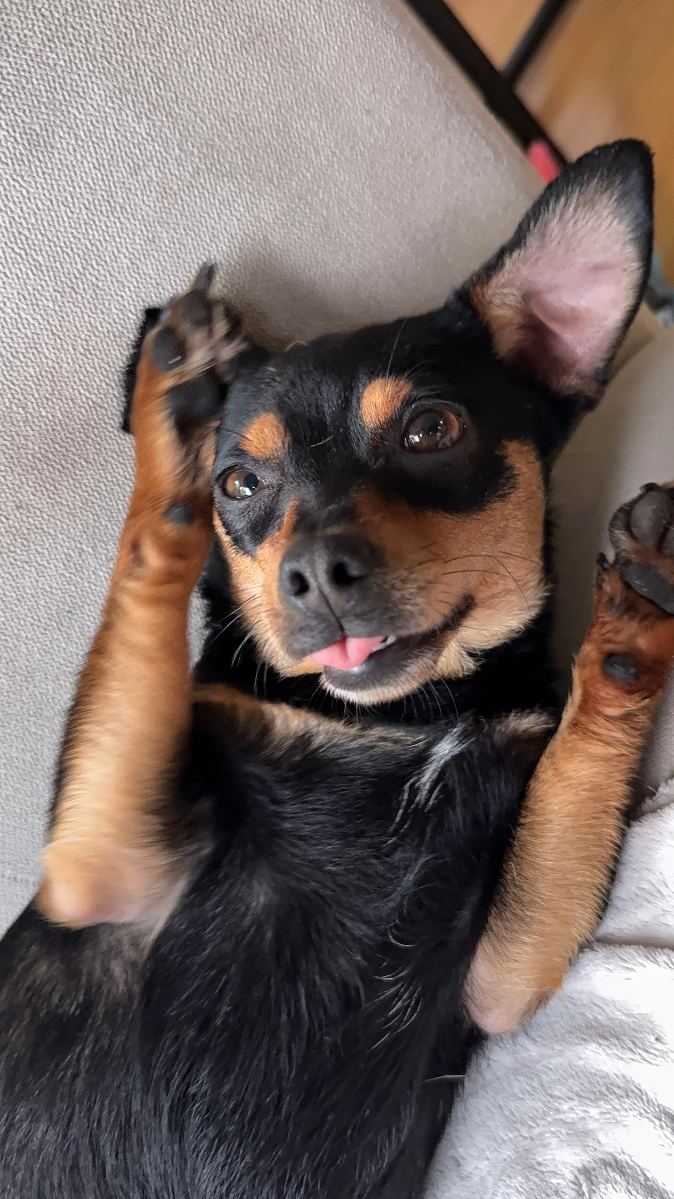 Worcestershire - Chihuahua Mix available for adoption