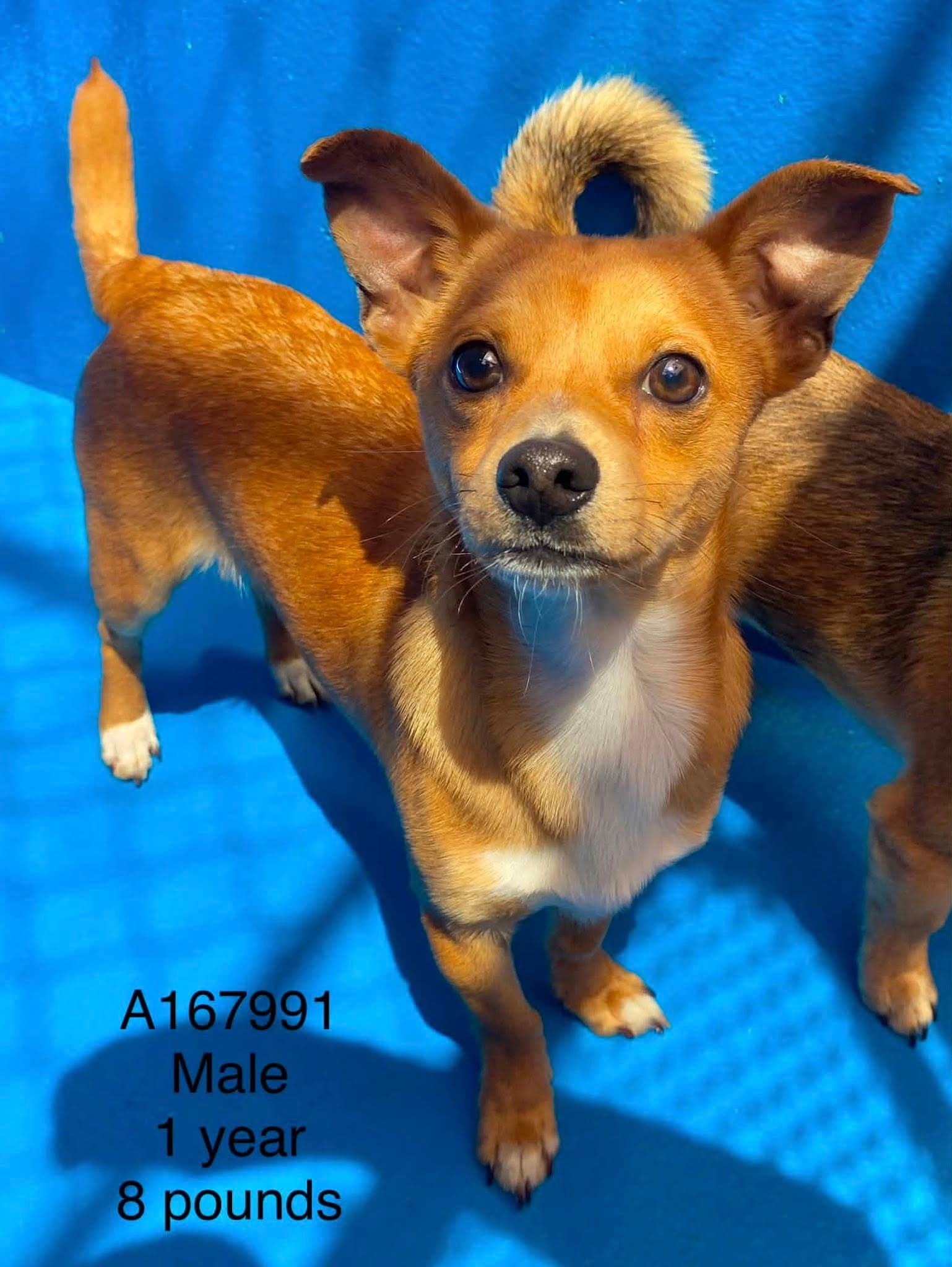 Sriracha - Chihuahua Mix available for adoption at BARCS Rescue in Calgary